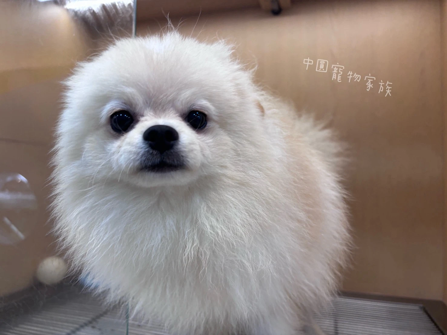 博美犬｜奶油