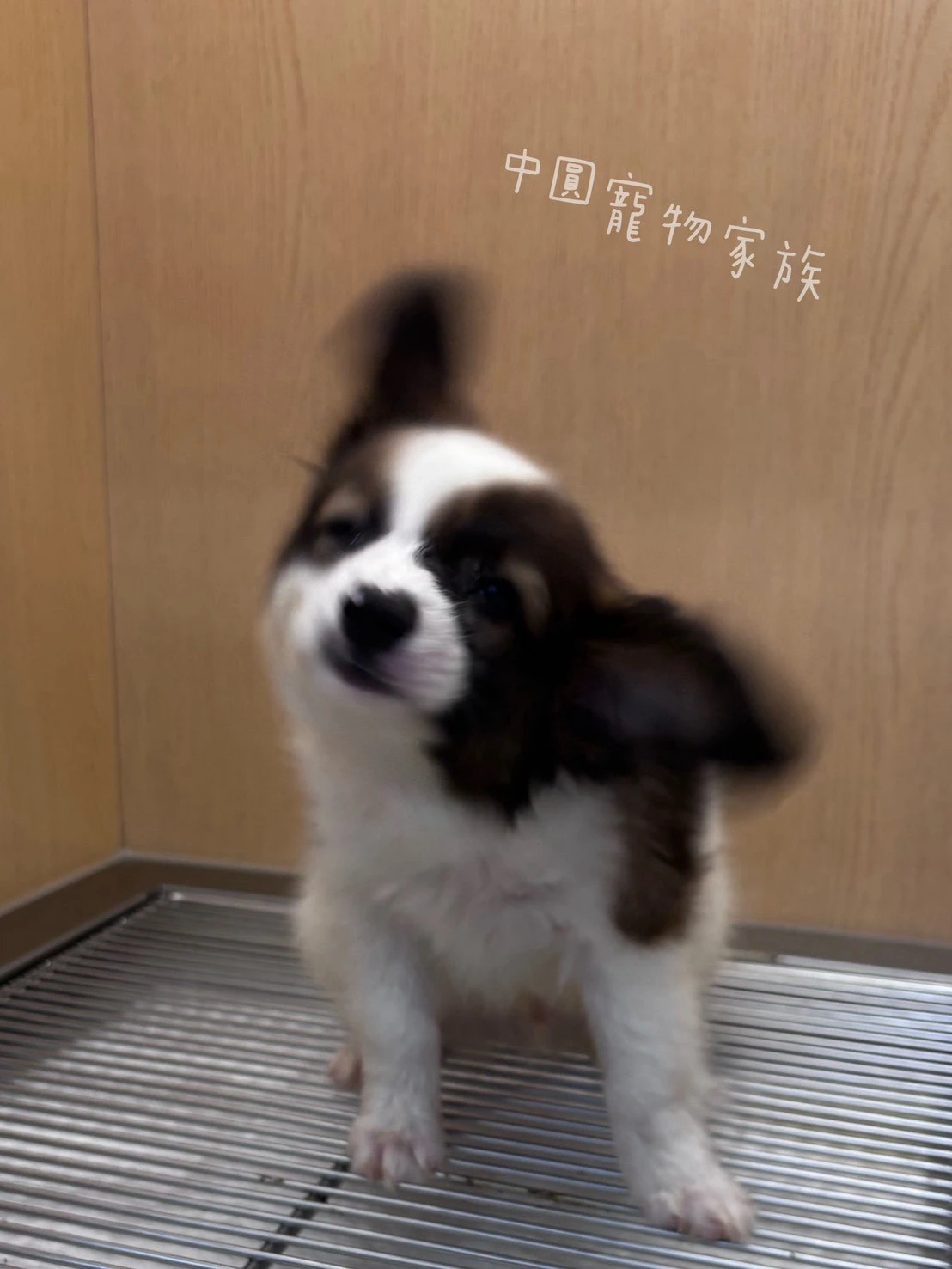 蝴蝶犬｜棕白