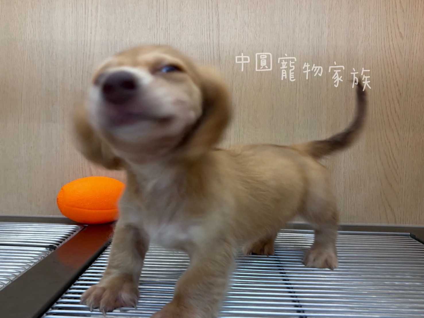 長毛臘腸｜伊莎貝拉