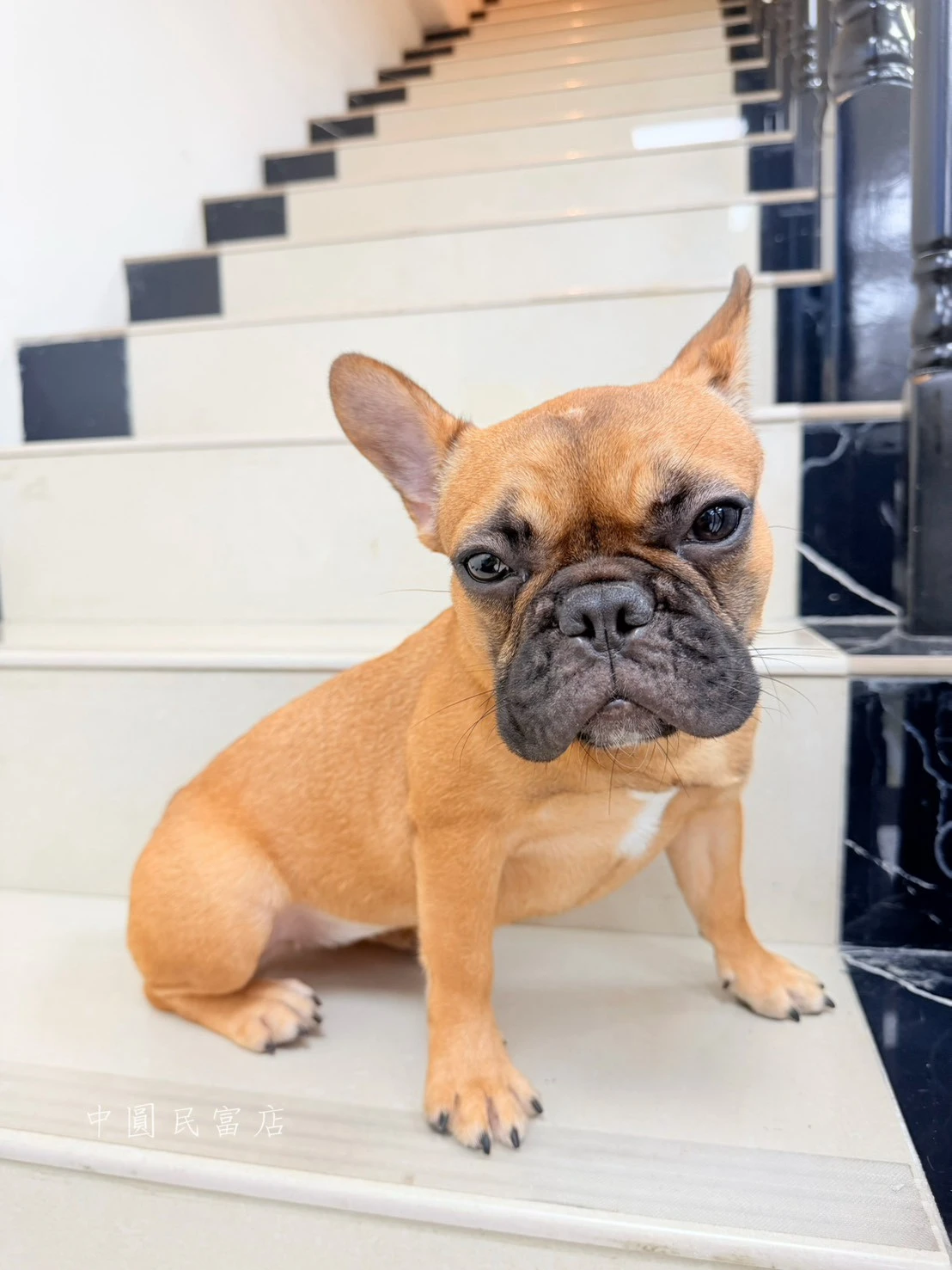 法國鬥牛犬｜赤