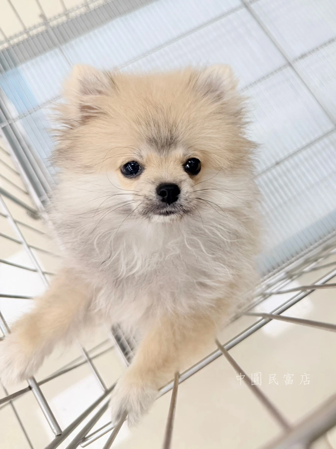 博美犬｜貂色