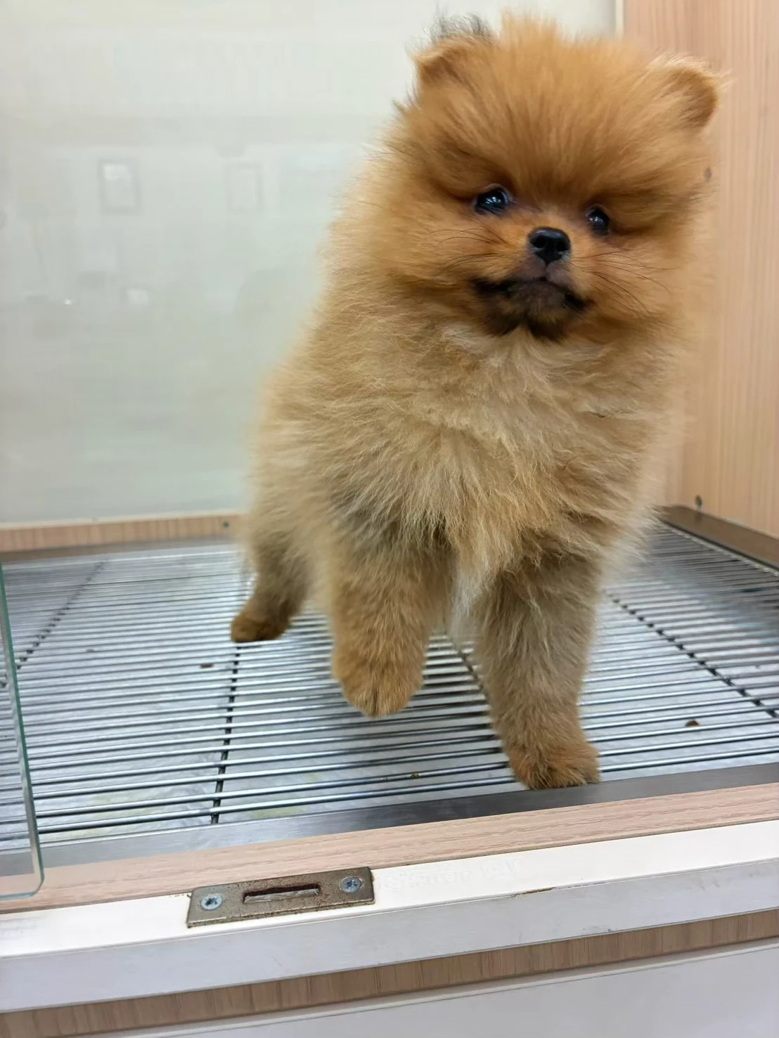 博美犬｜紅
