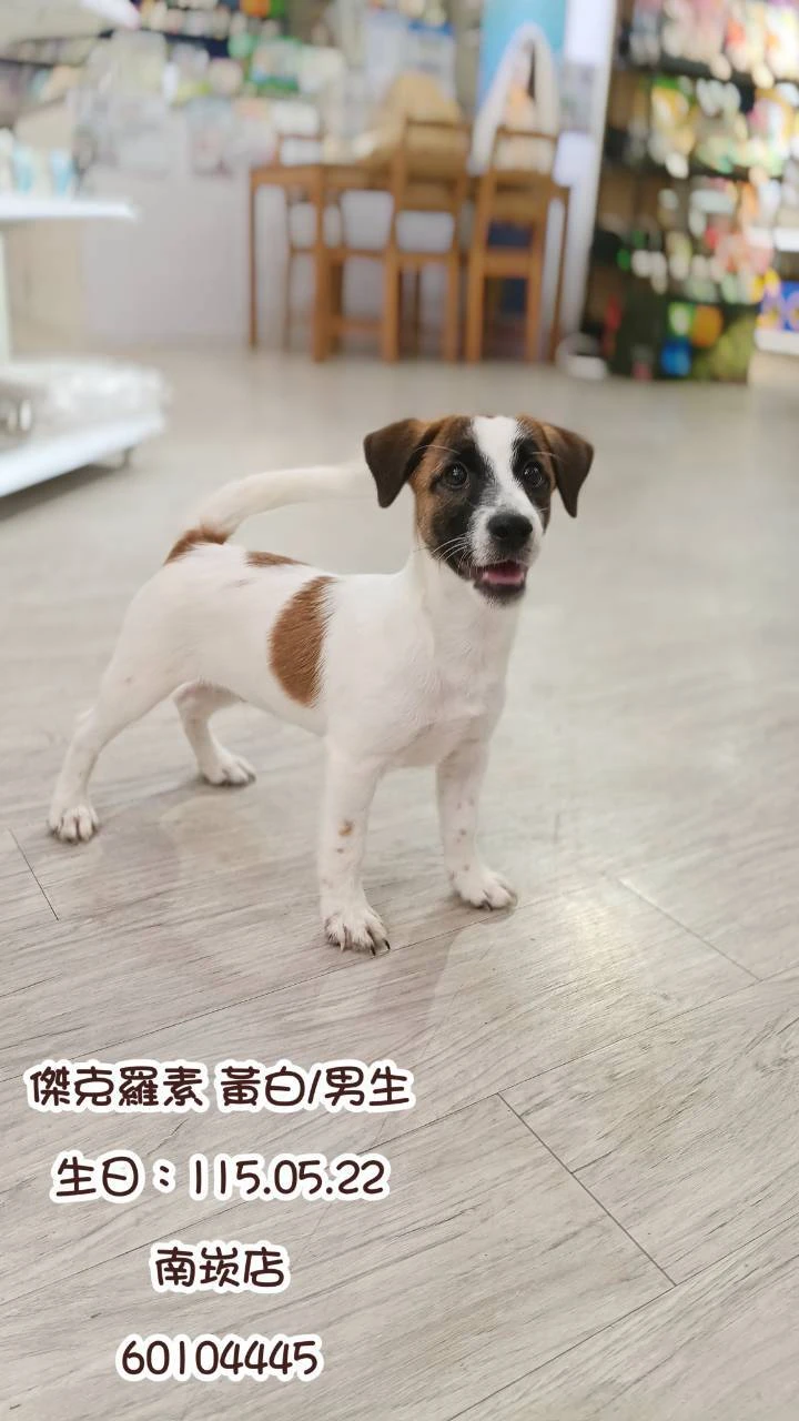 傑克羅素｜黃白
