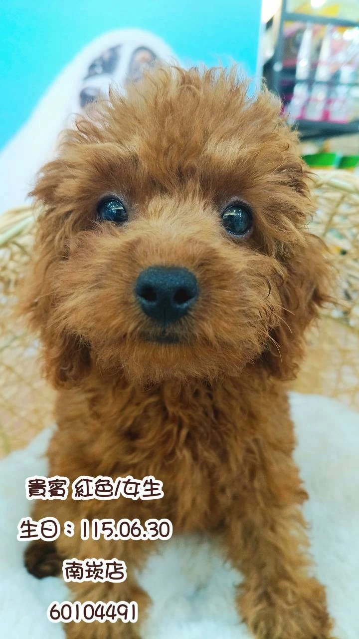 貴賓犬｜紅