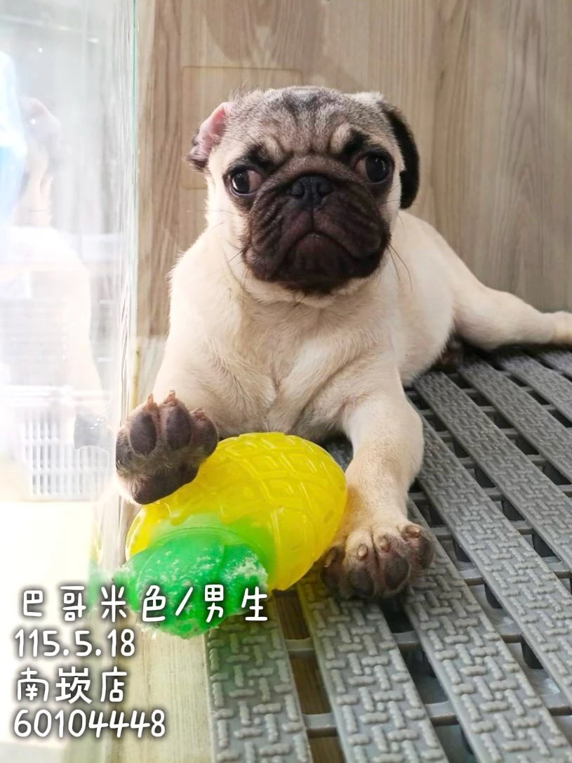 巴哥｜米
