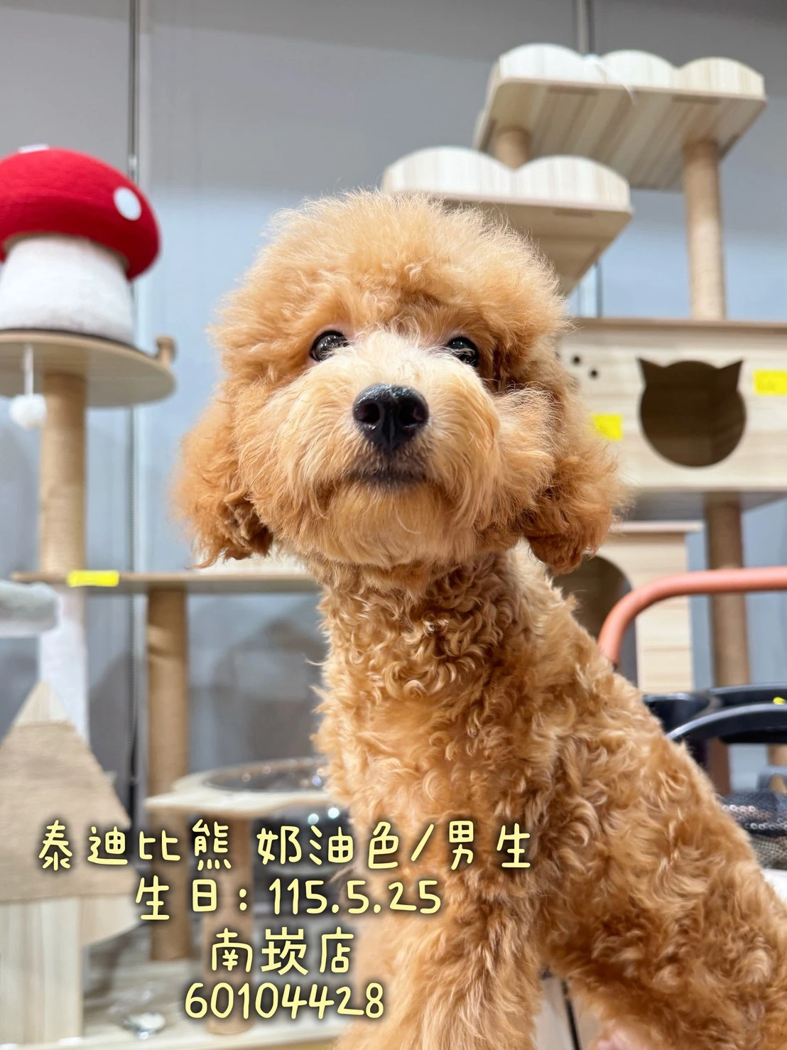 泰迪比熊｜奶油