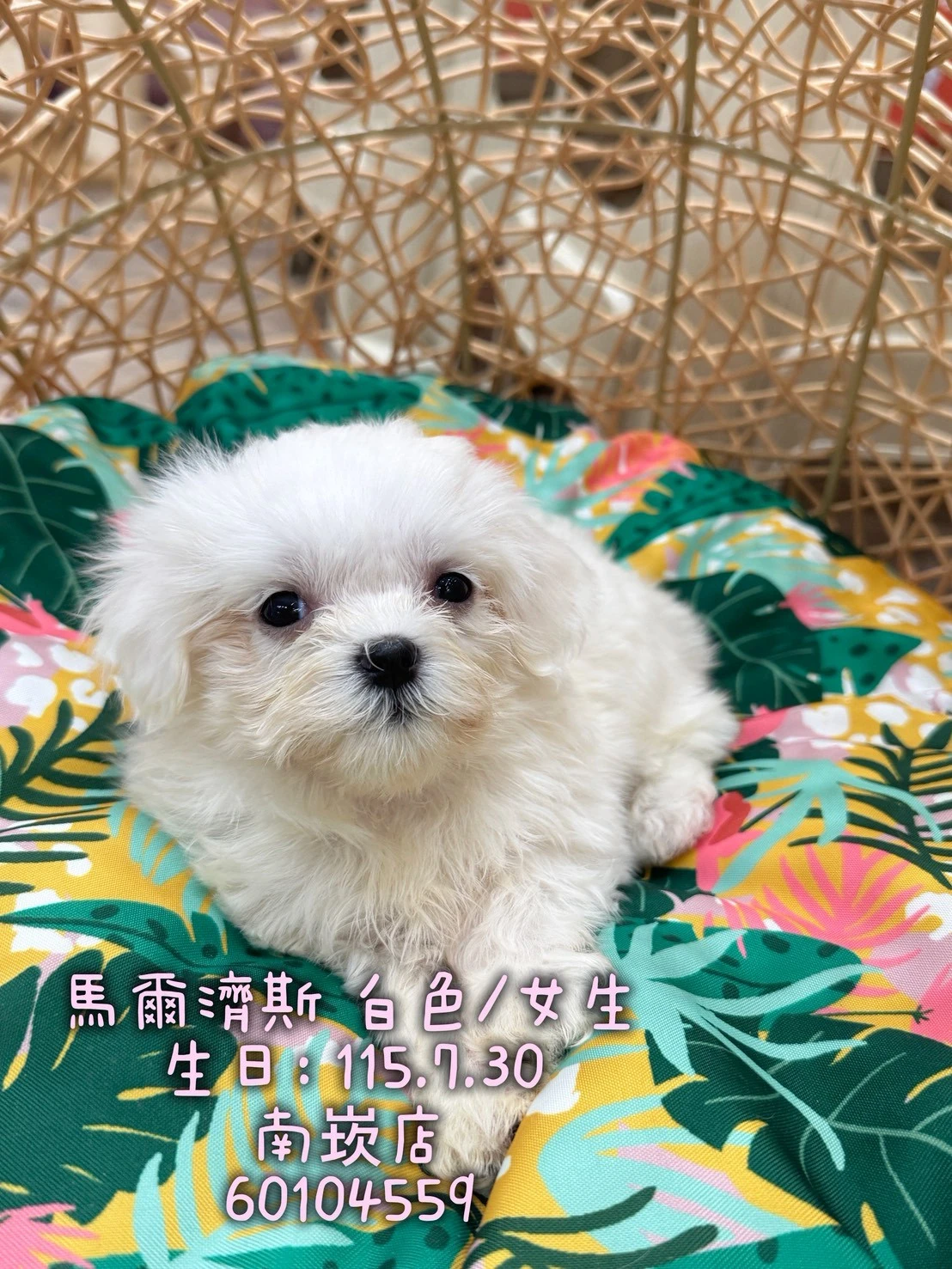 瑪爾濟斯｜白