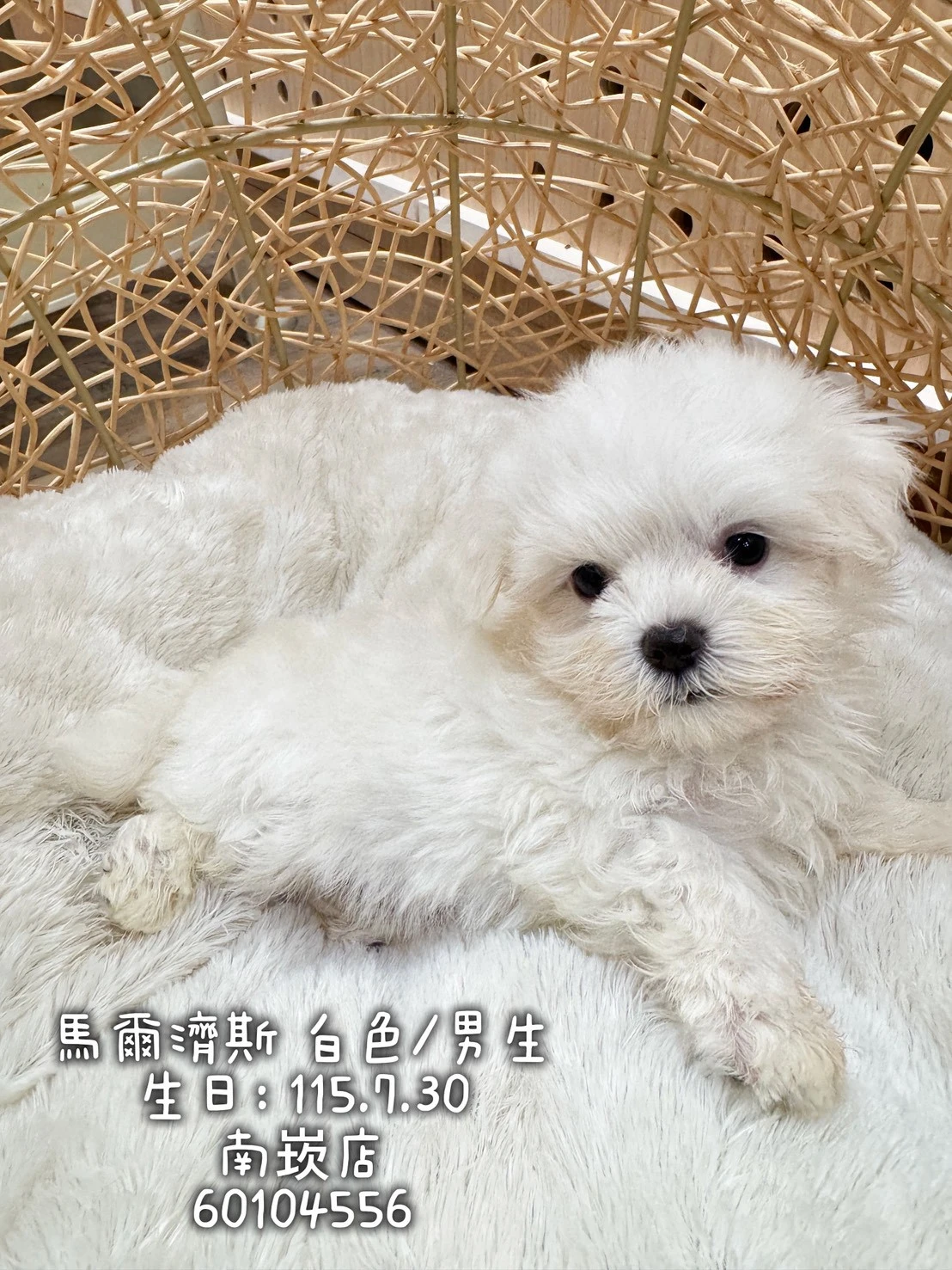 瑪爾濟斯｜白
