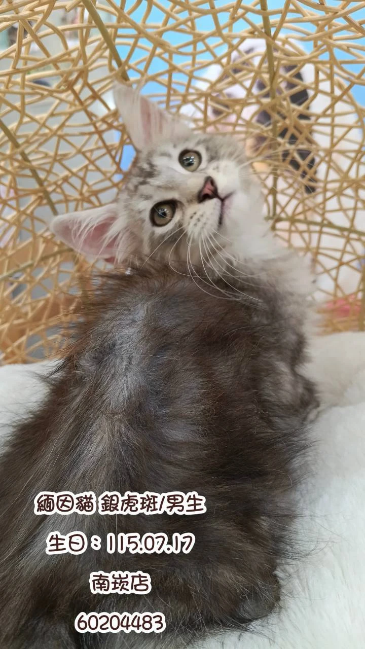 緬因貓｜銀虎斑