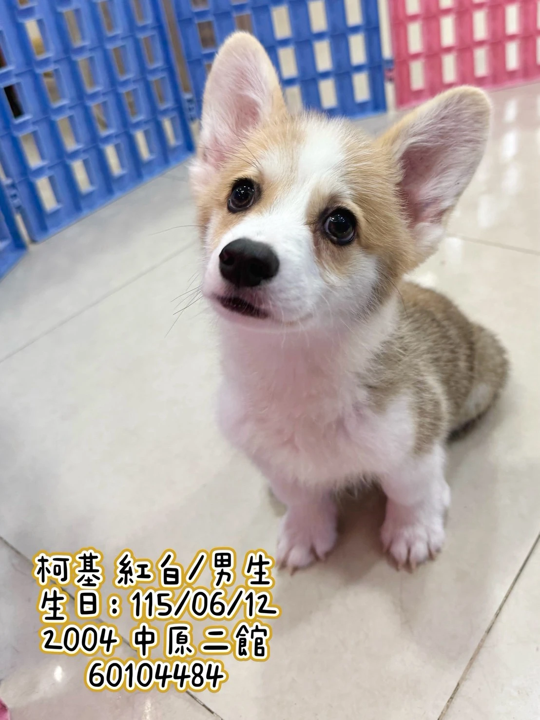 柯基犬｜紅白