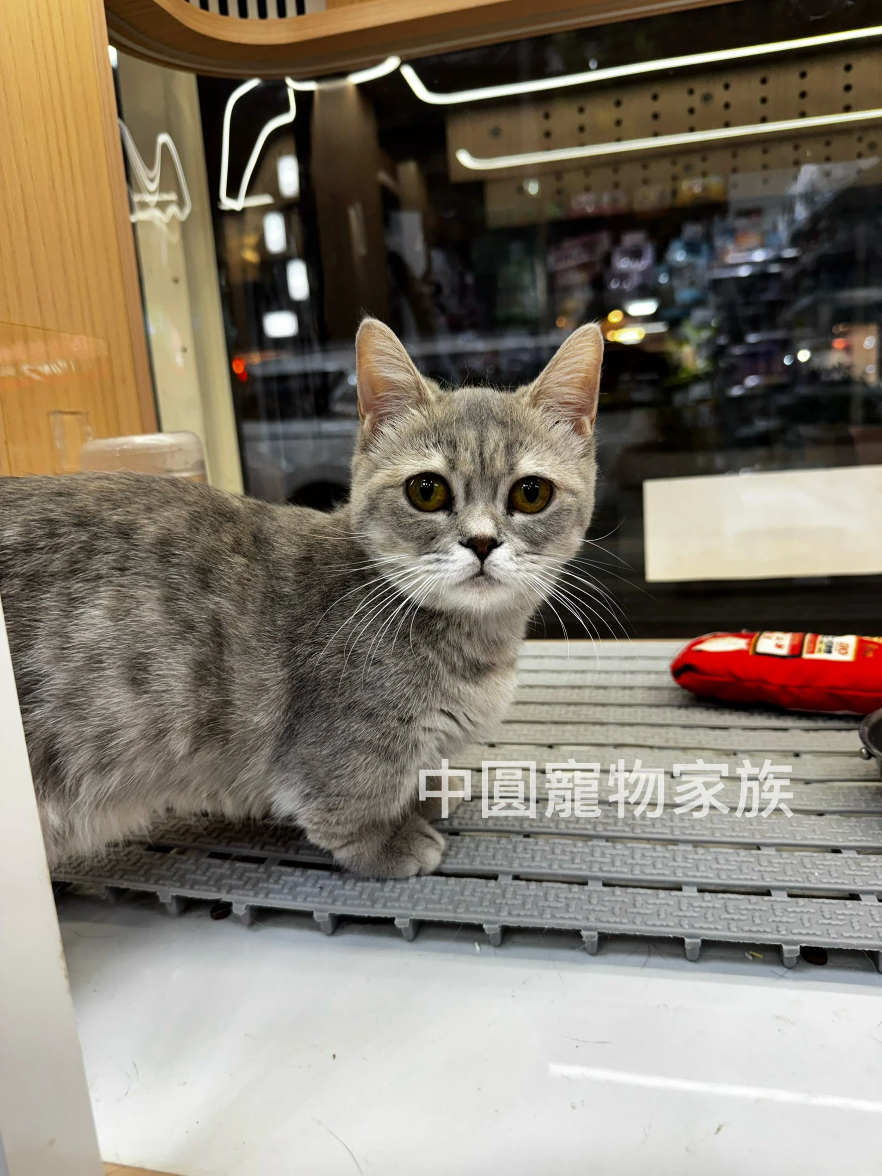 曼赤肯｜虎斑