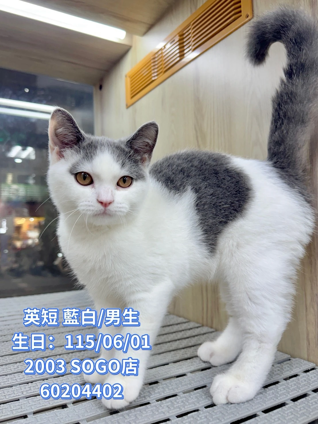 英國短毛貓｜藍白