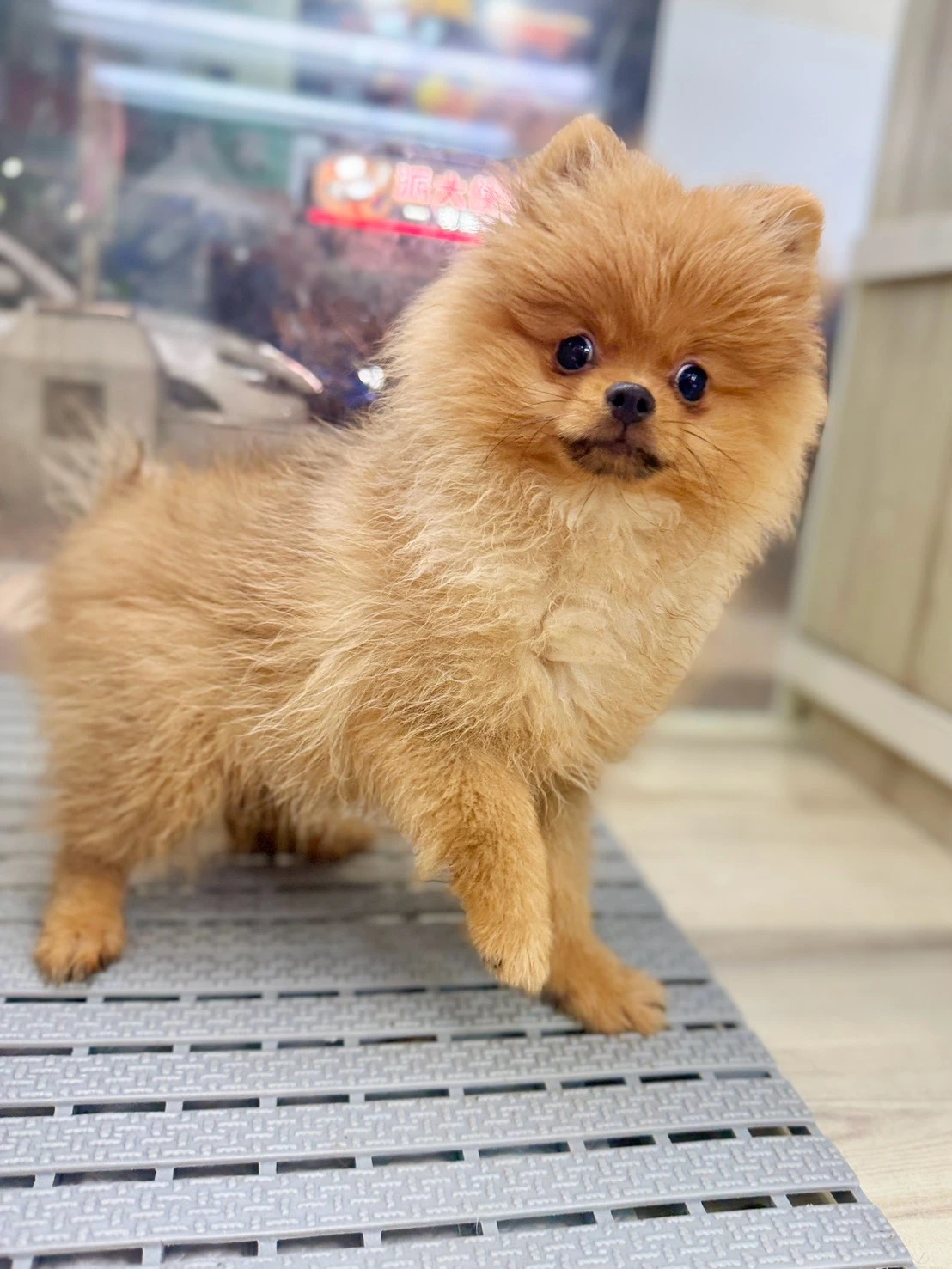 博美犬｜紅