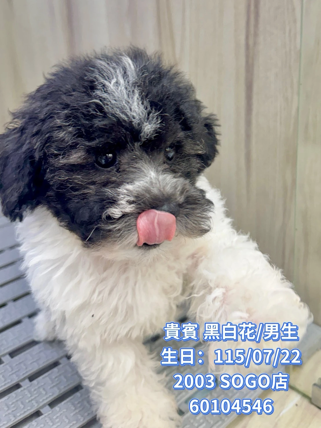 貴賓犬｜黑白花