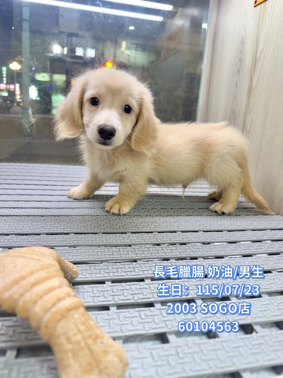 長毛臘腸｜奶油