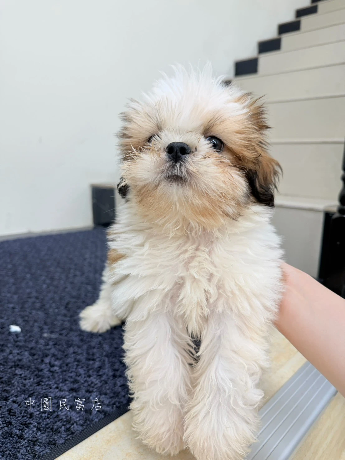 西施犬｜紅灰白