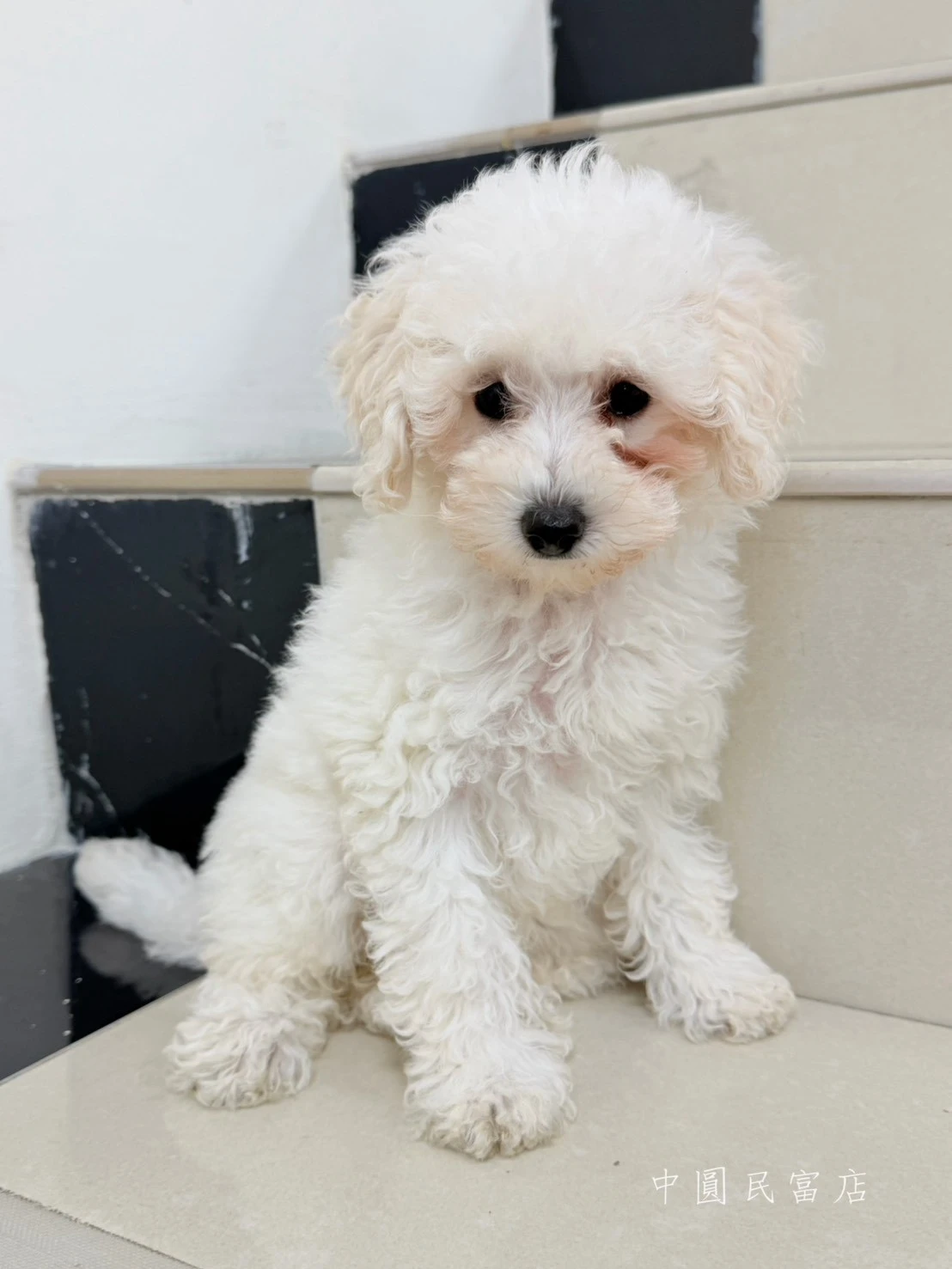 貴賓犬｜白