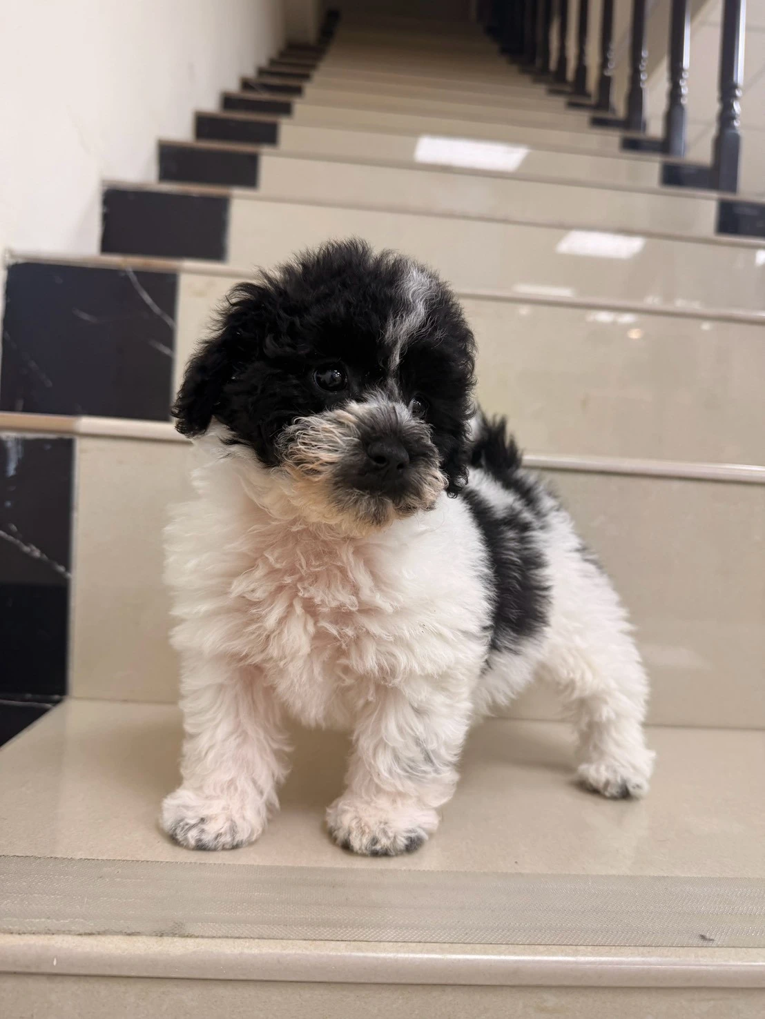 貴賓犬｜黑白花
