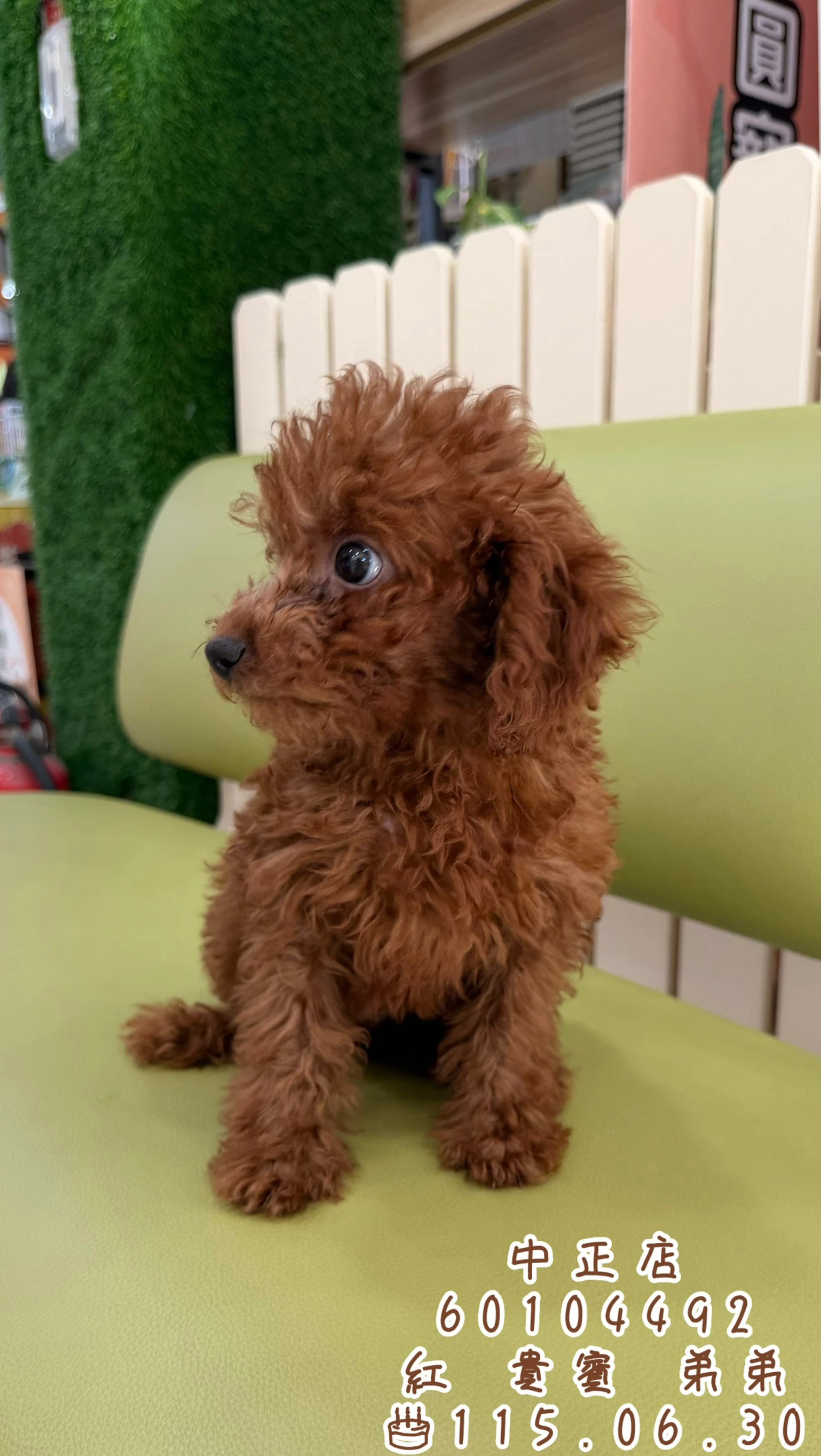 貴賓犬｜紅