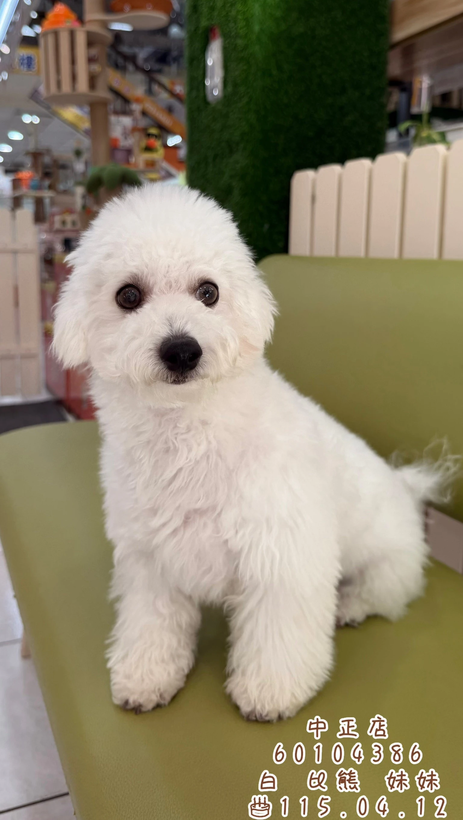 比熊犬｜白