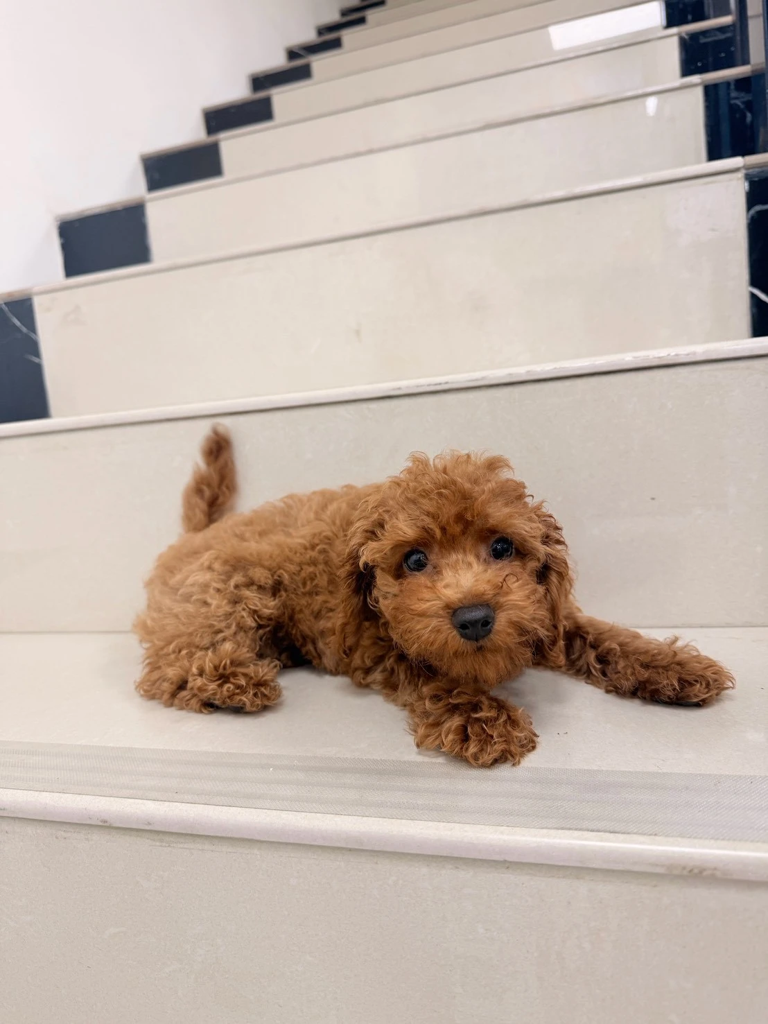 貴賓犬｜紅