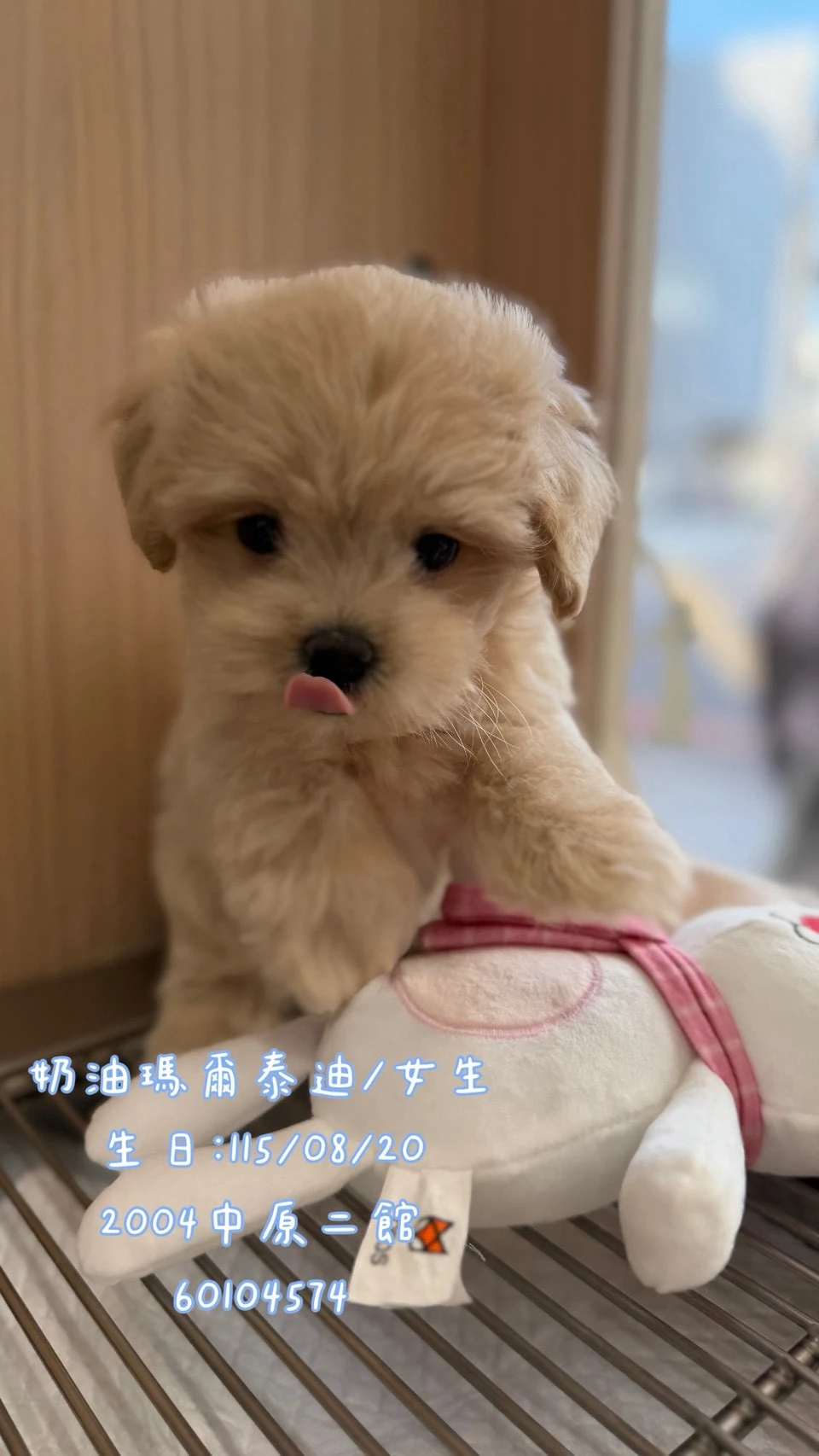 瑪爾泰迪｜奶油