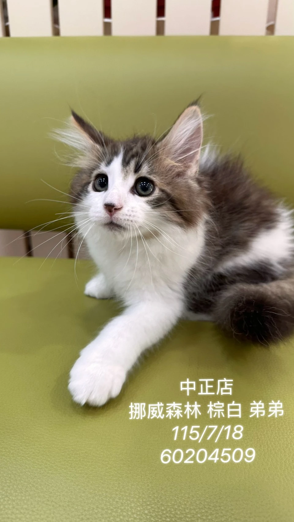 挪威森林｜棕白