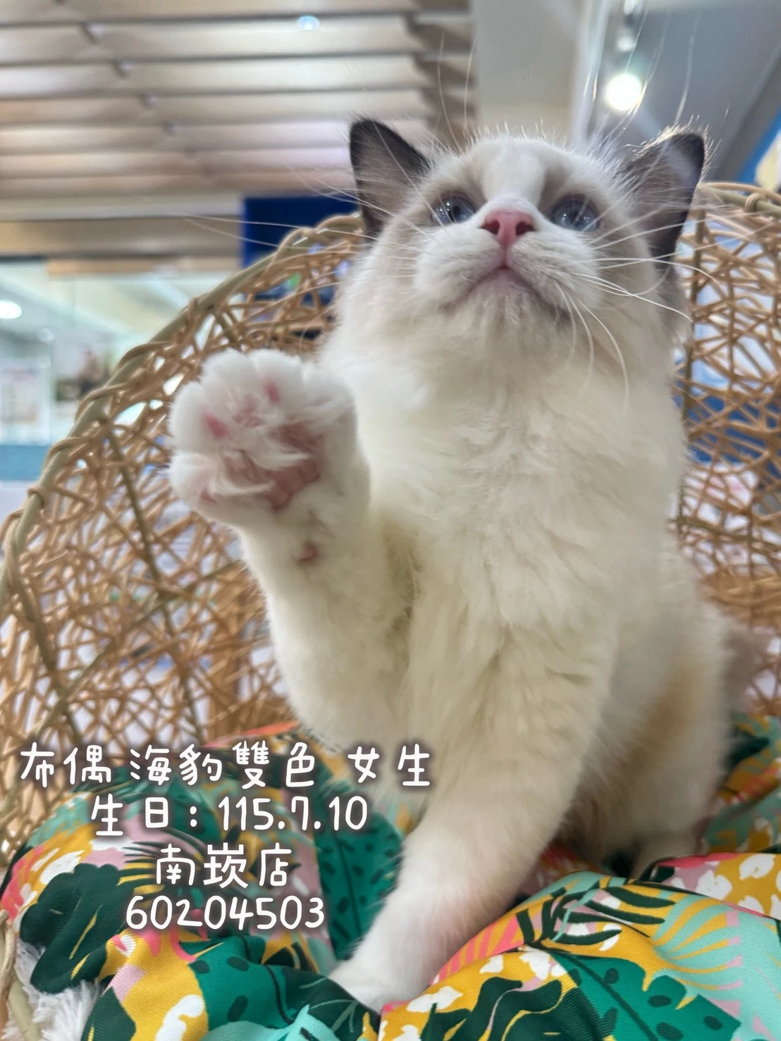 布偶貓｜海豹雙色