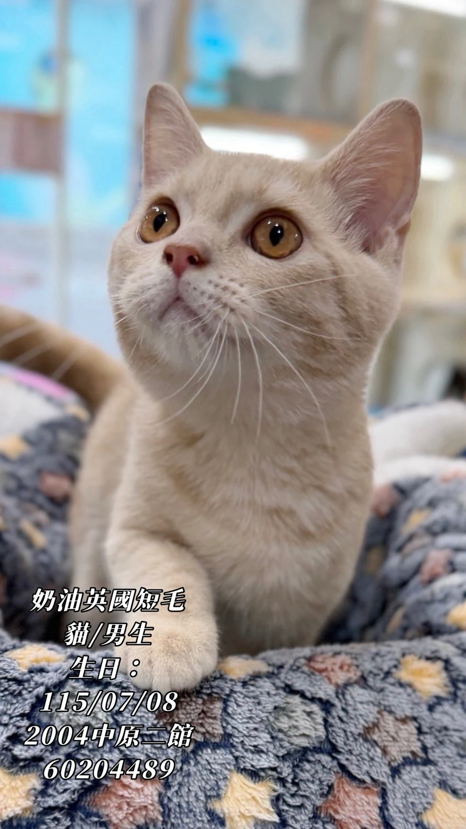 英國短毛貓｜奶油