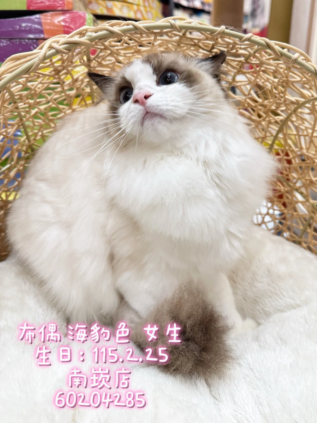 布偶貓｜海豹色