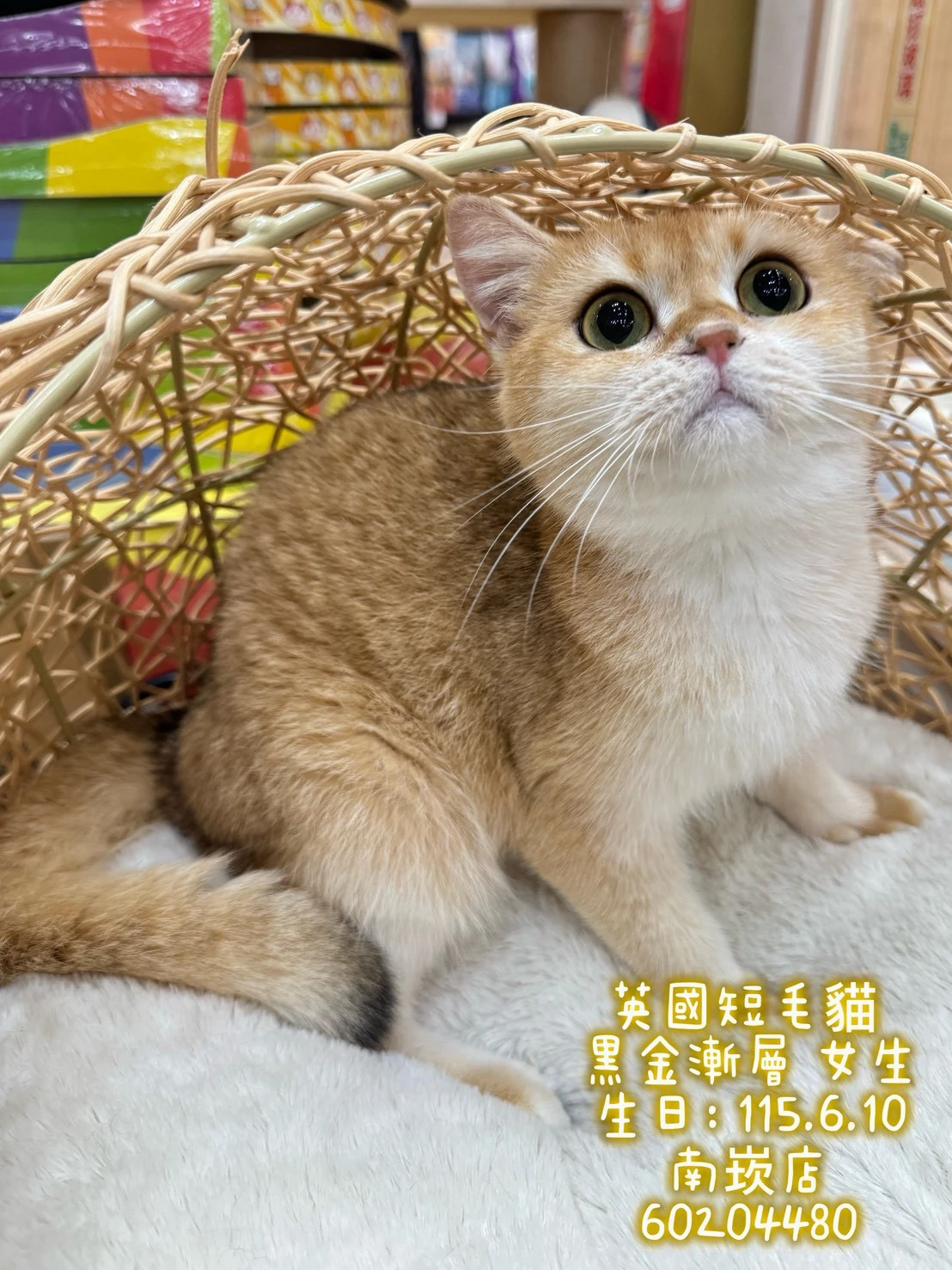 英國短毛貓｜黑金漸層