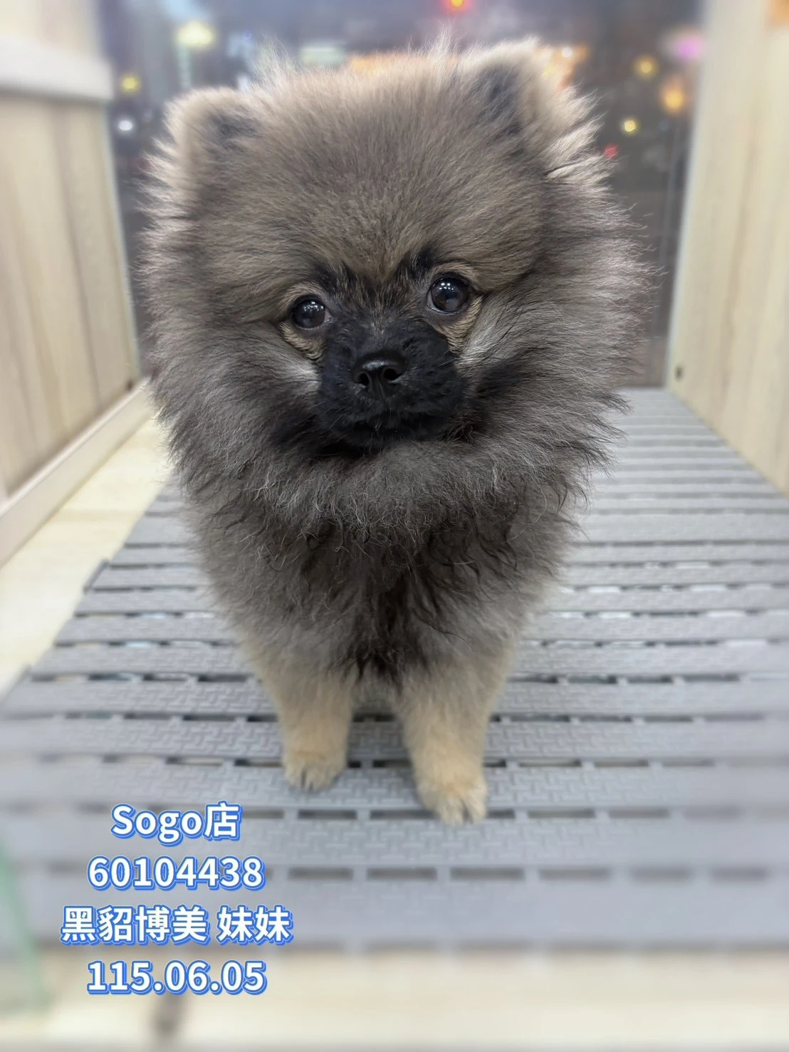 博美犬｜黑貂