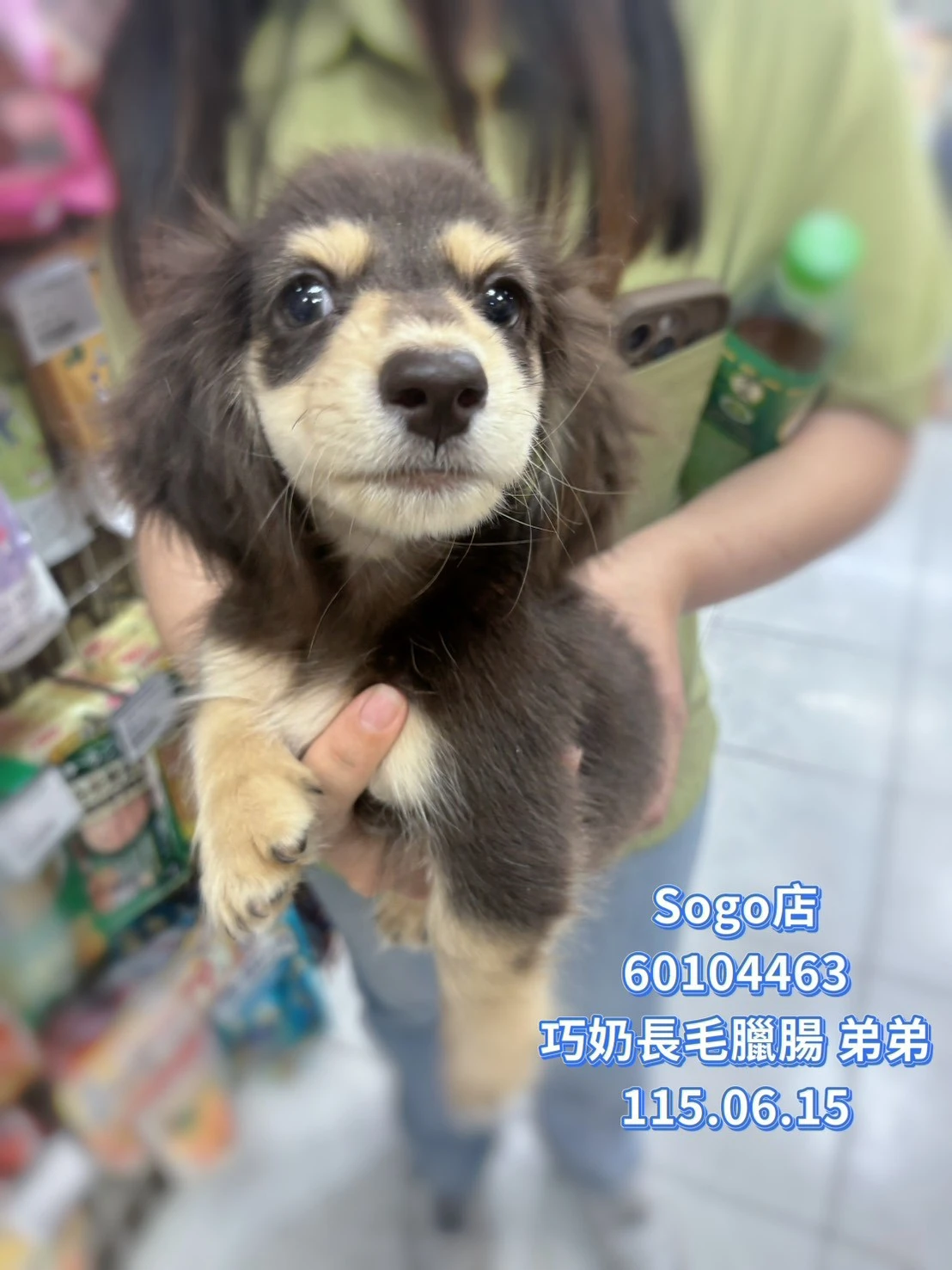 長毛臘腸｜巧奶