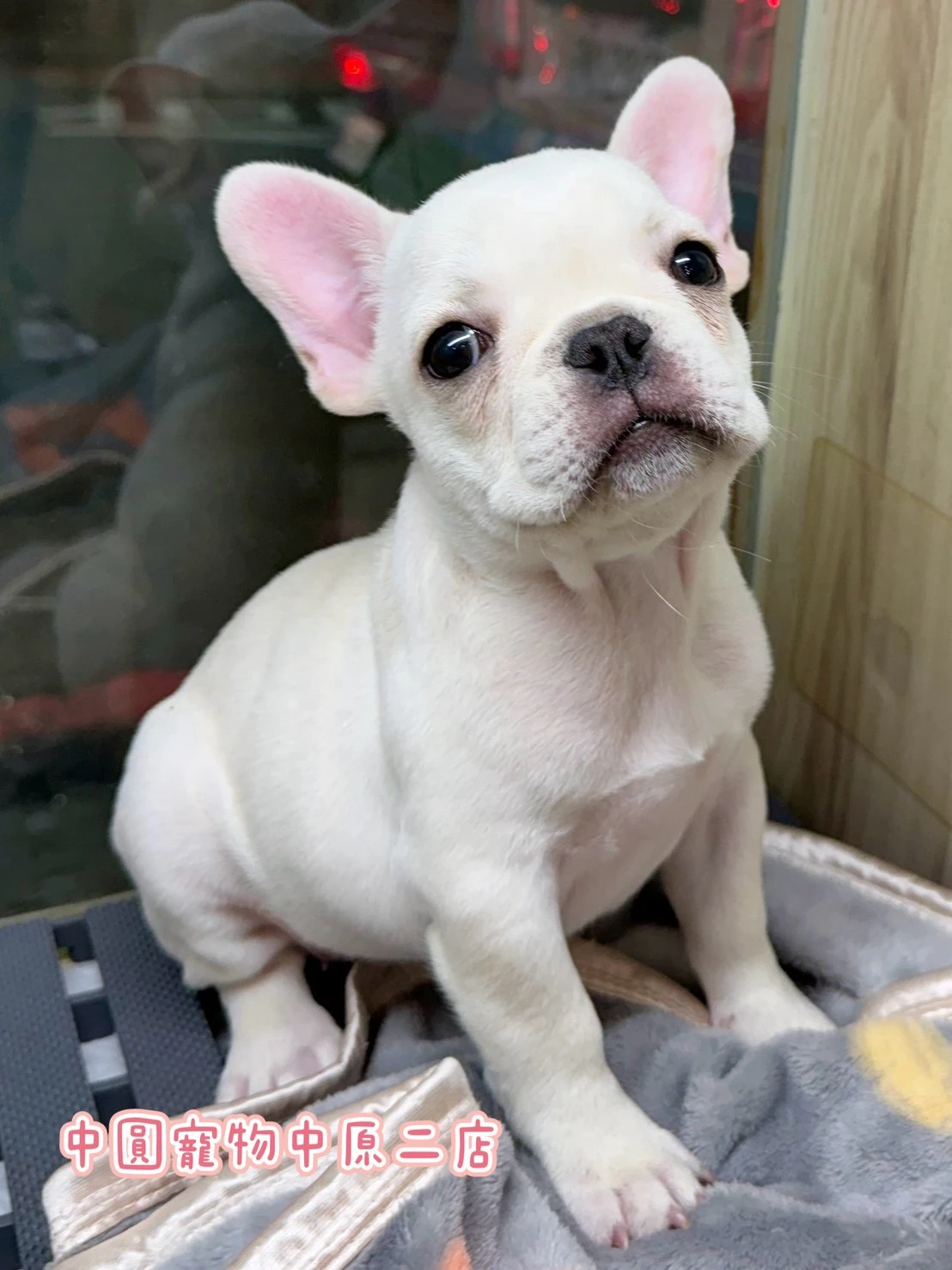 法國鬥牛犬｜奶油