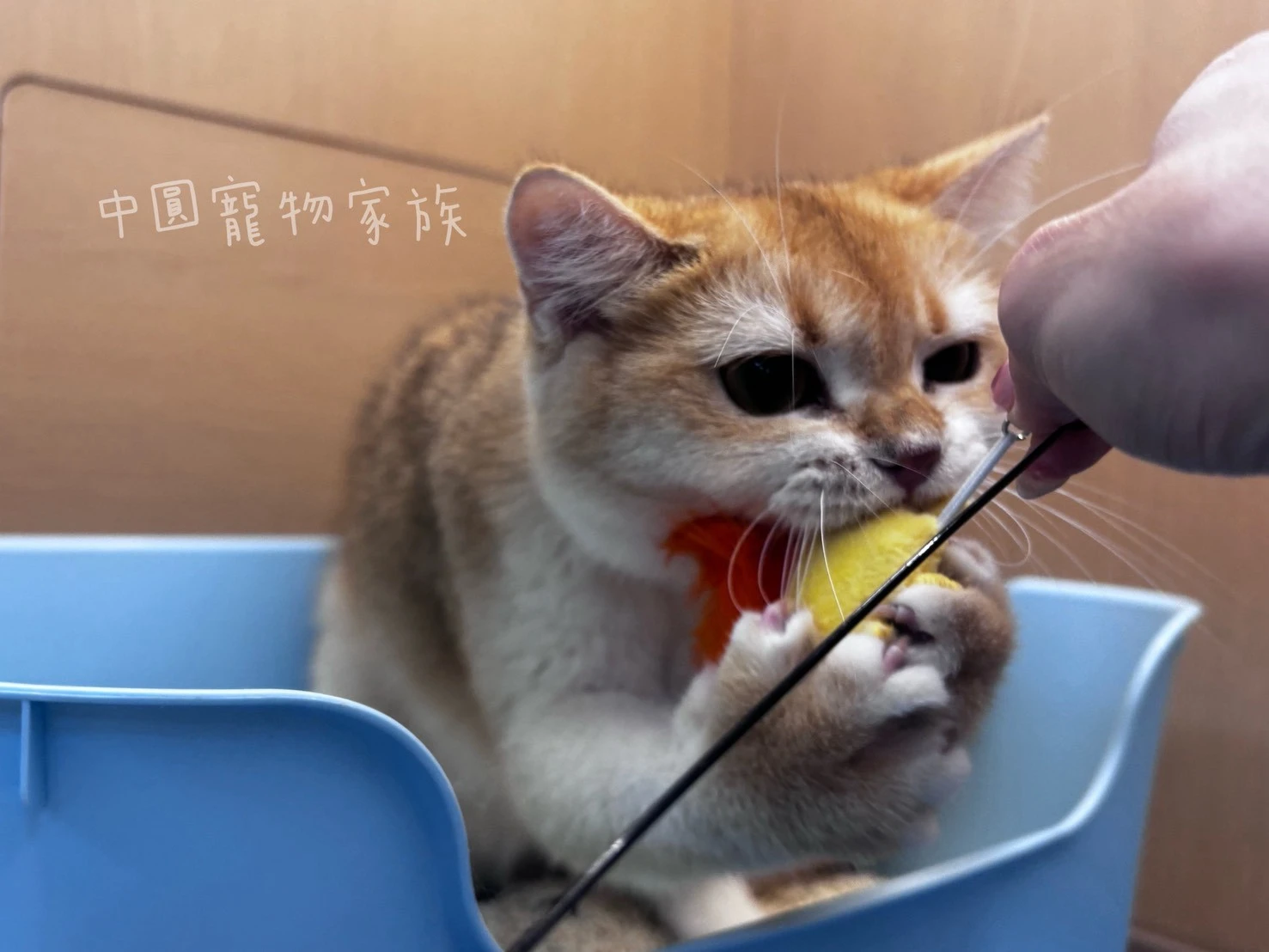 英國短毛貓｜黑金漸層