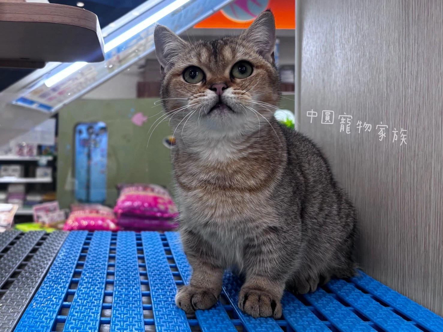 曼赤肯｜金漸層