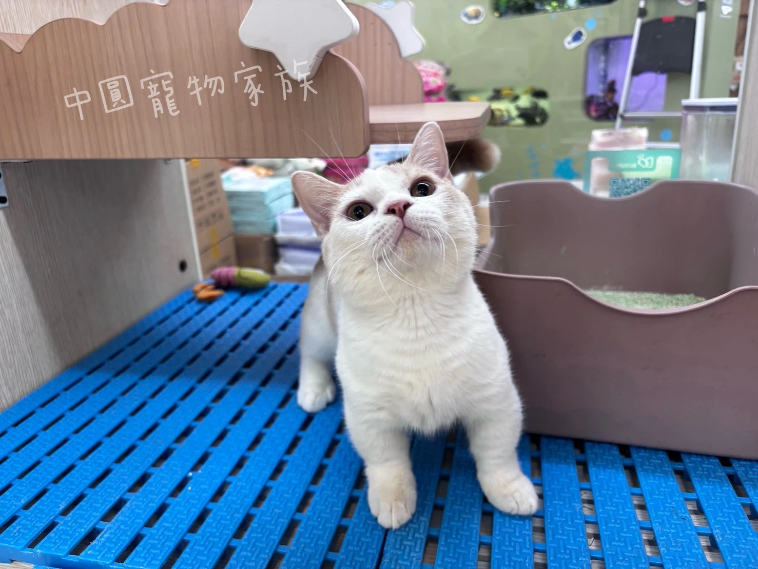 曼赤肯｜奶油白