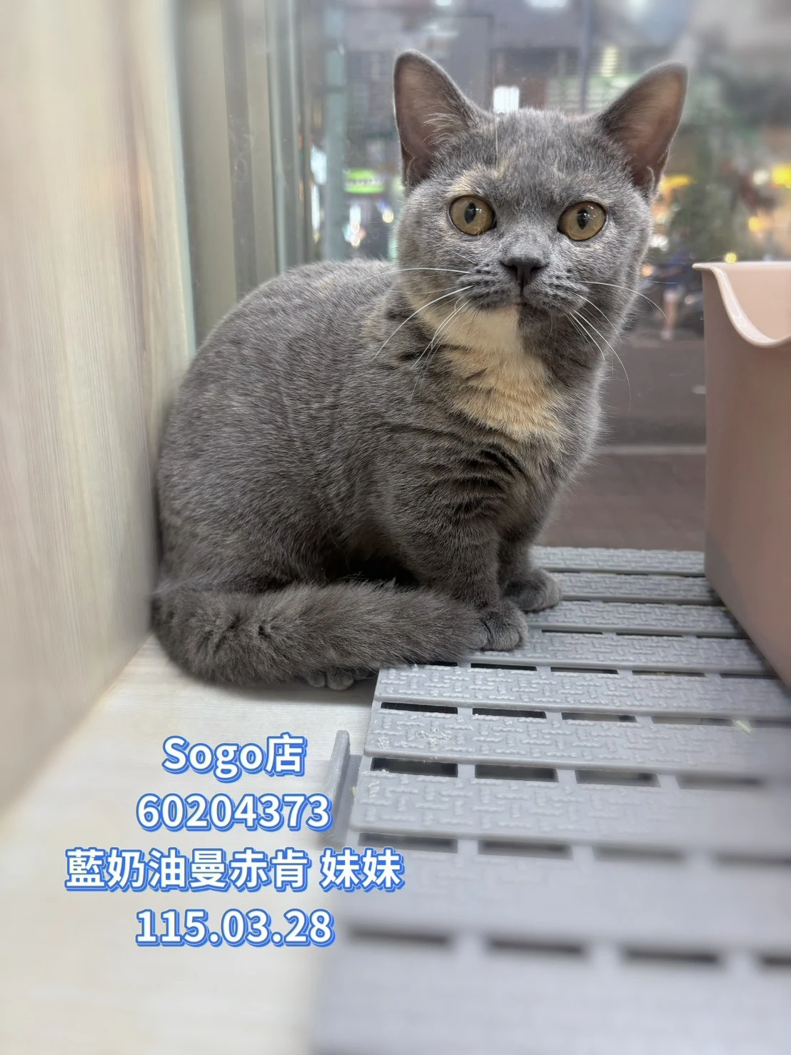 曼赤肯｜藍奶油