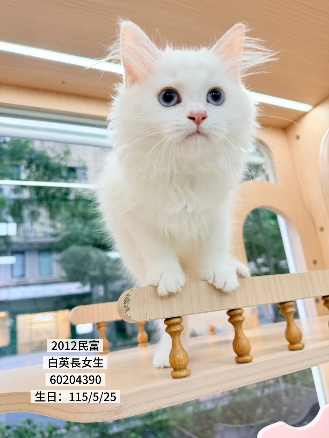 英國長毛貓｜白