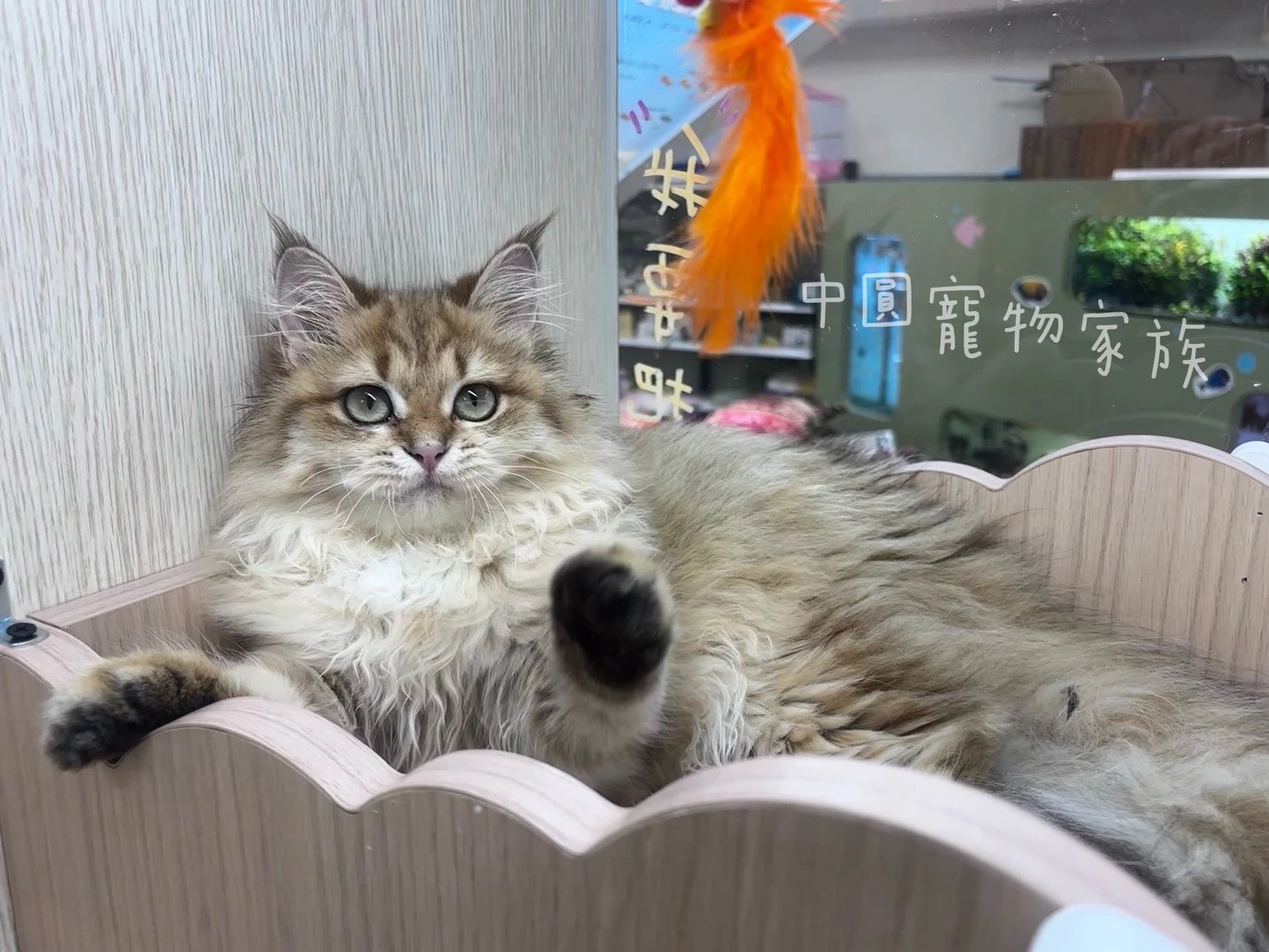 英國長毛貓｜漸層色