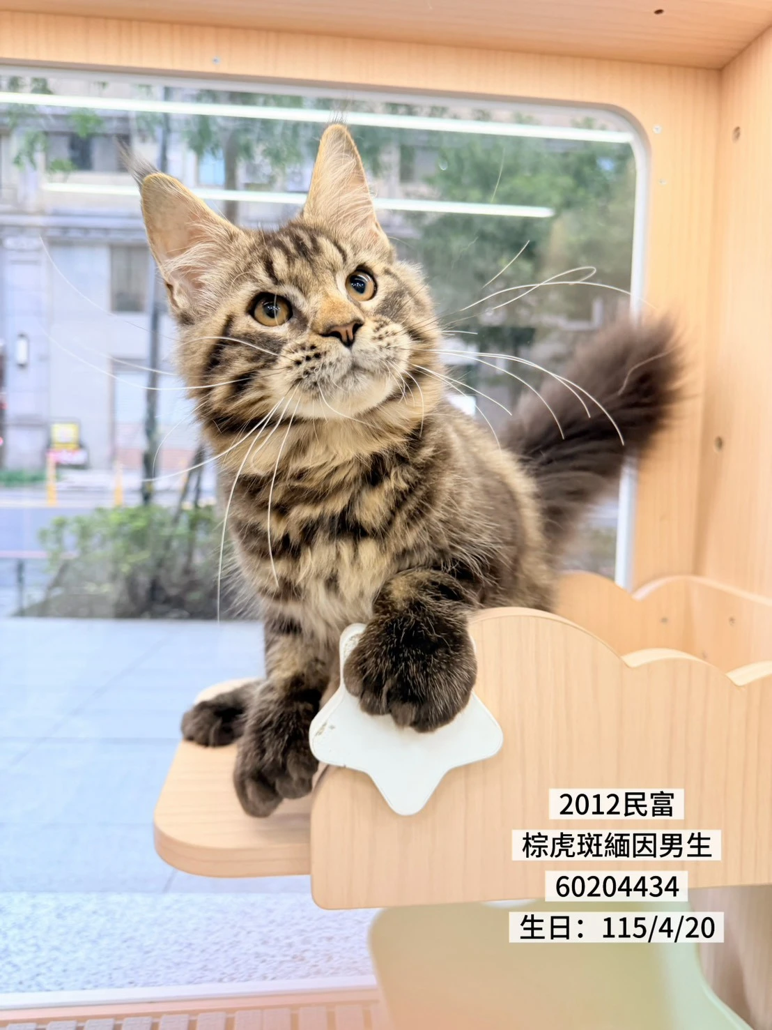 緬因貓｜棕虎斑