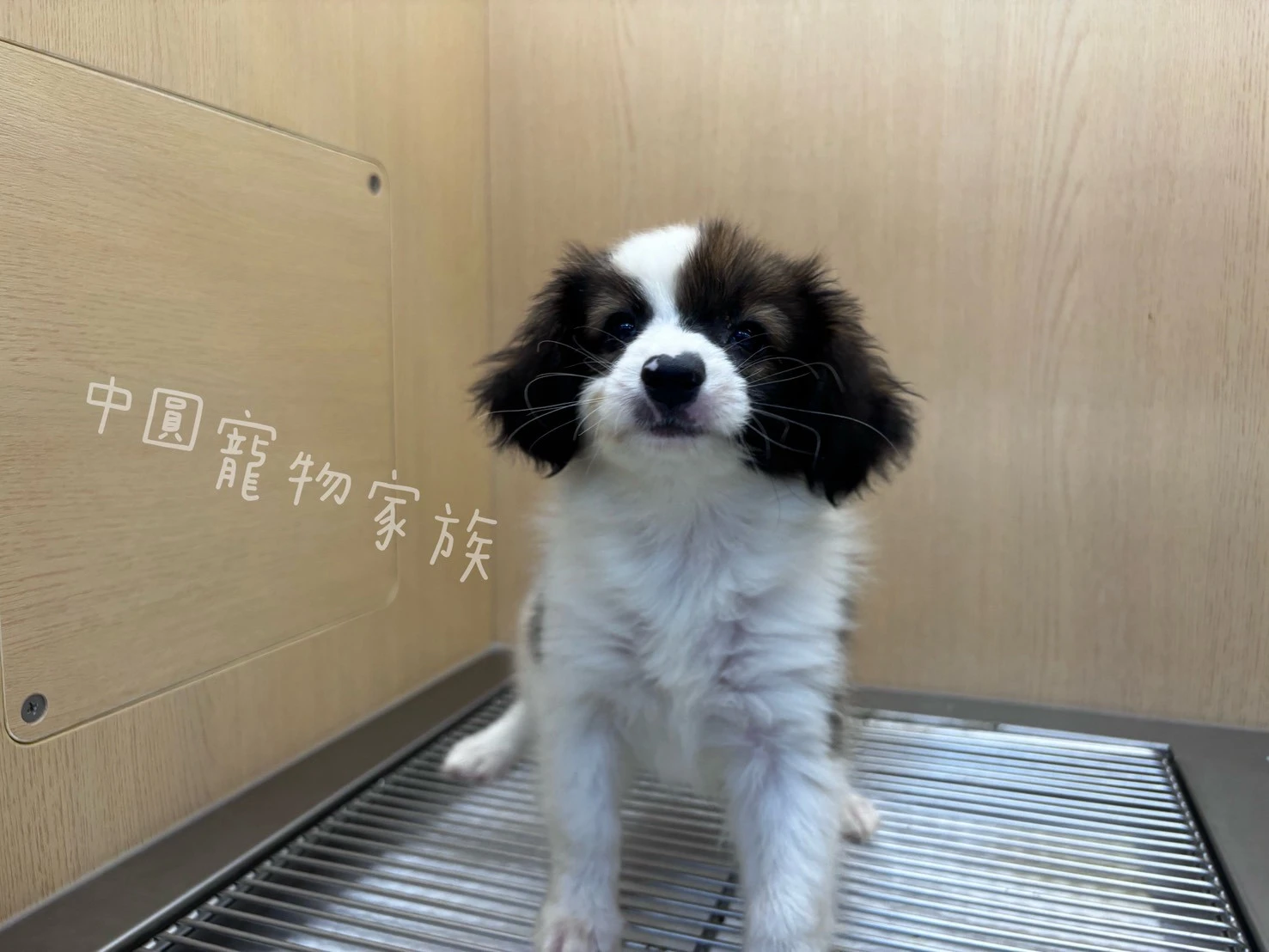 蝴蝶犬｜棕白