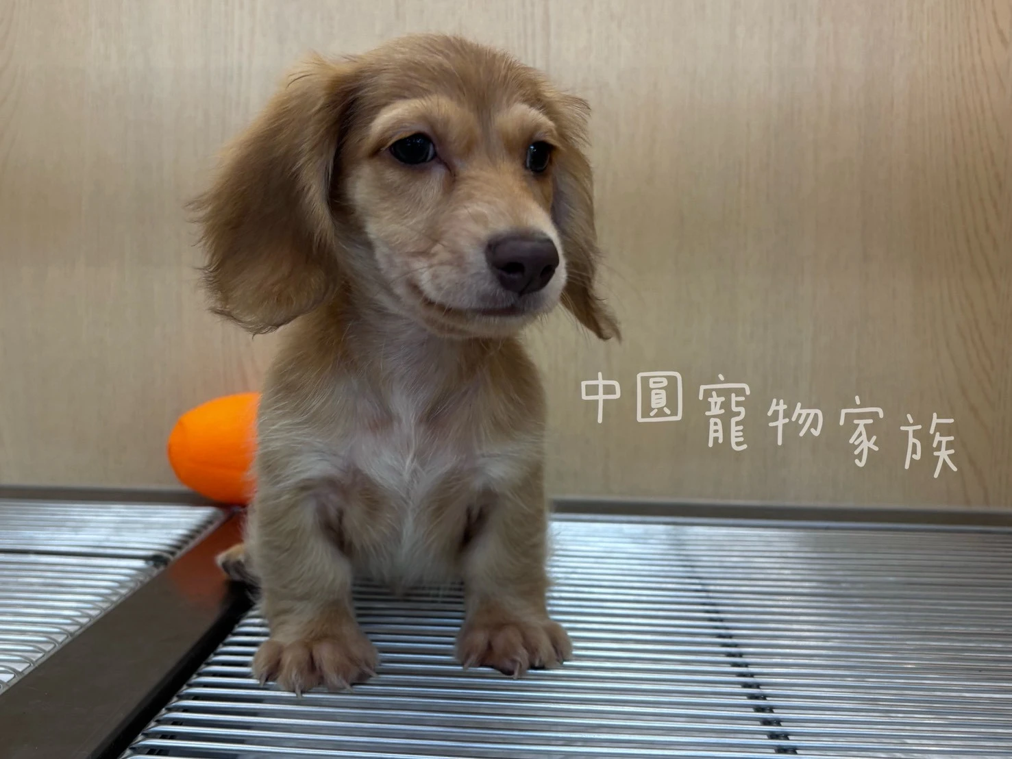長毛臘腸｜伊莎貝拉
