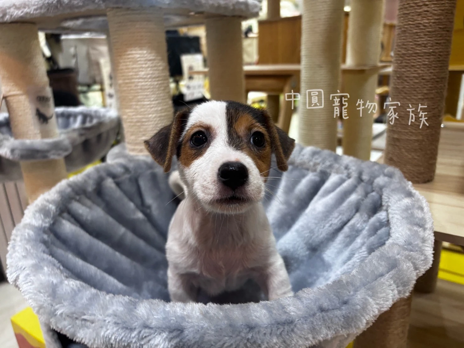 傑克羅素｜三色