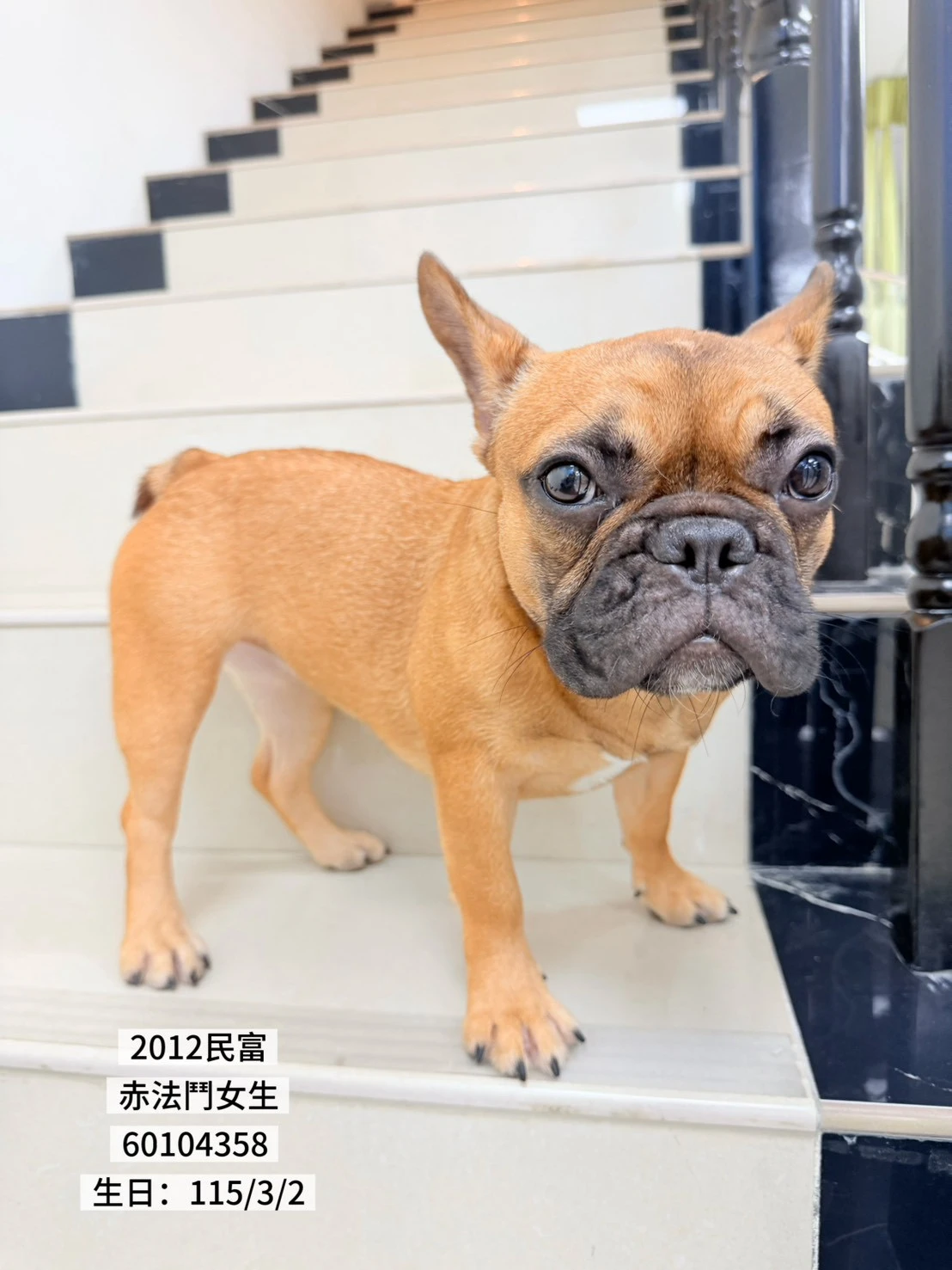 法國鬥牛犬｜赤