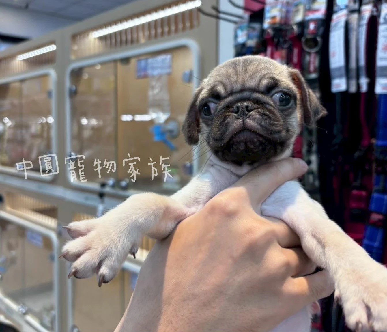 巴哥｜米