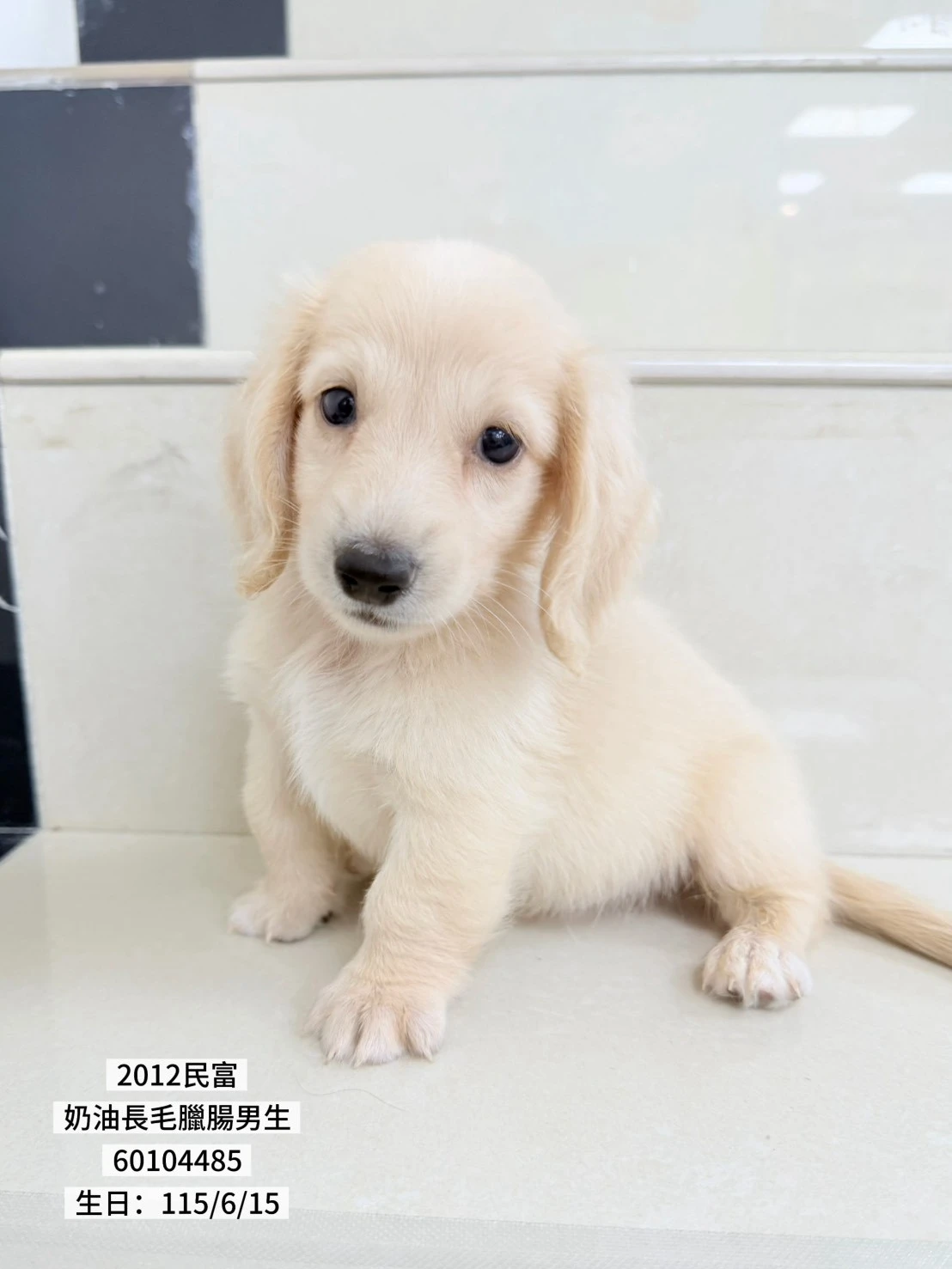 長毛臘腸｜奶油