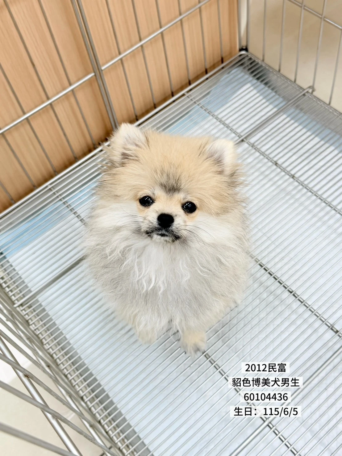 博美犬｜貂色
