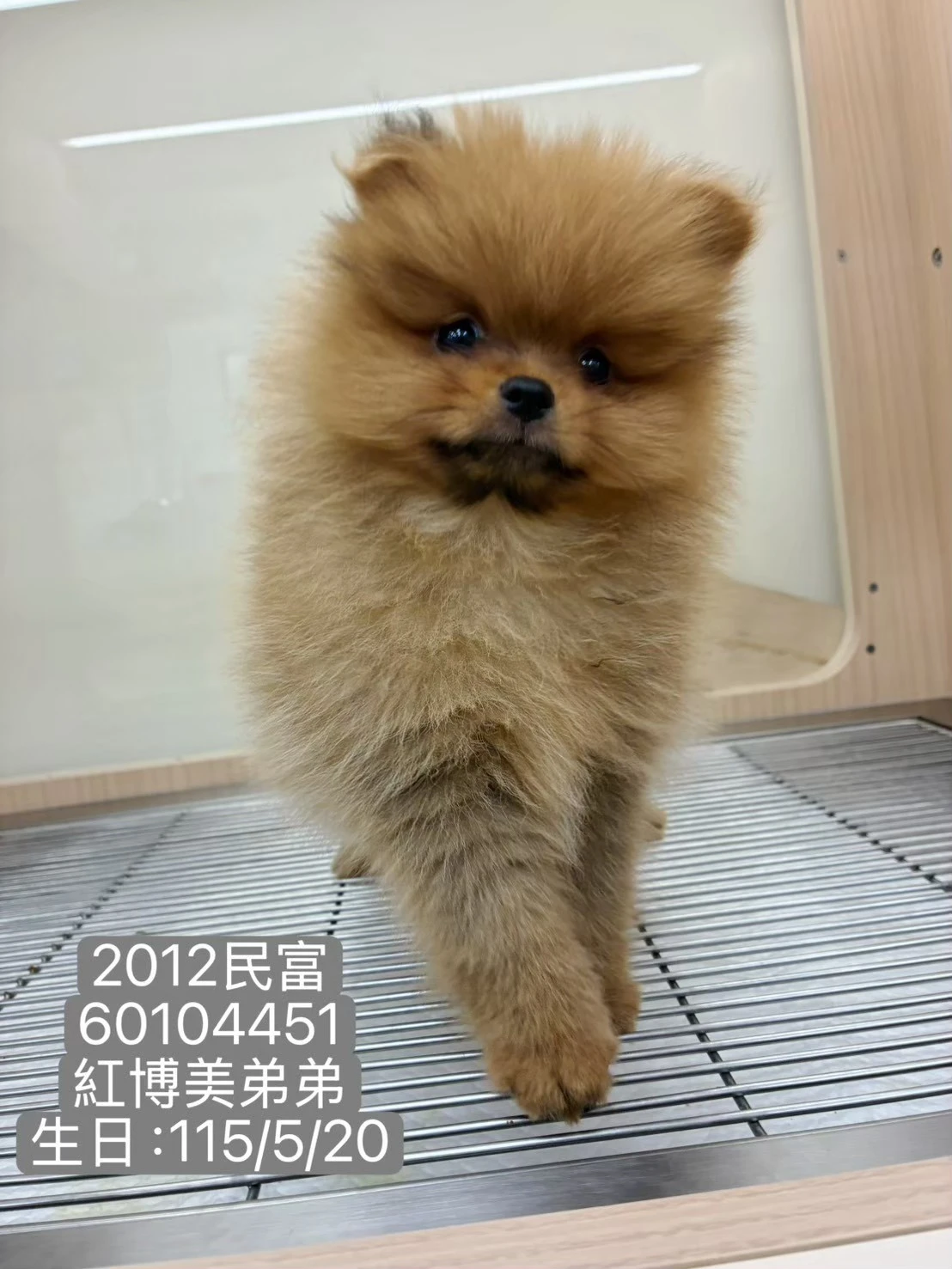 博美犬｜紅