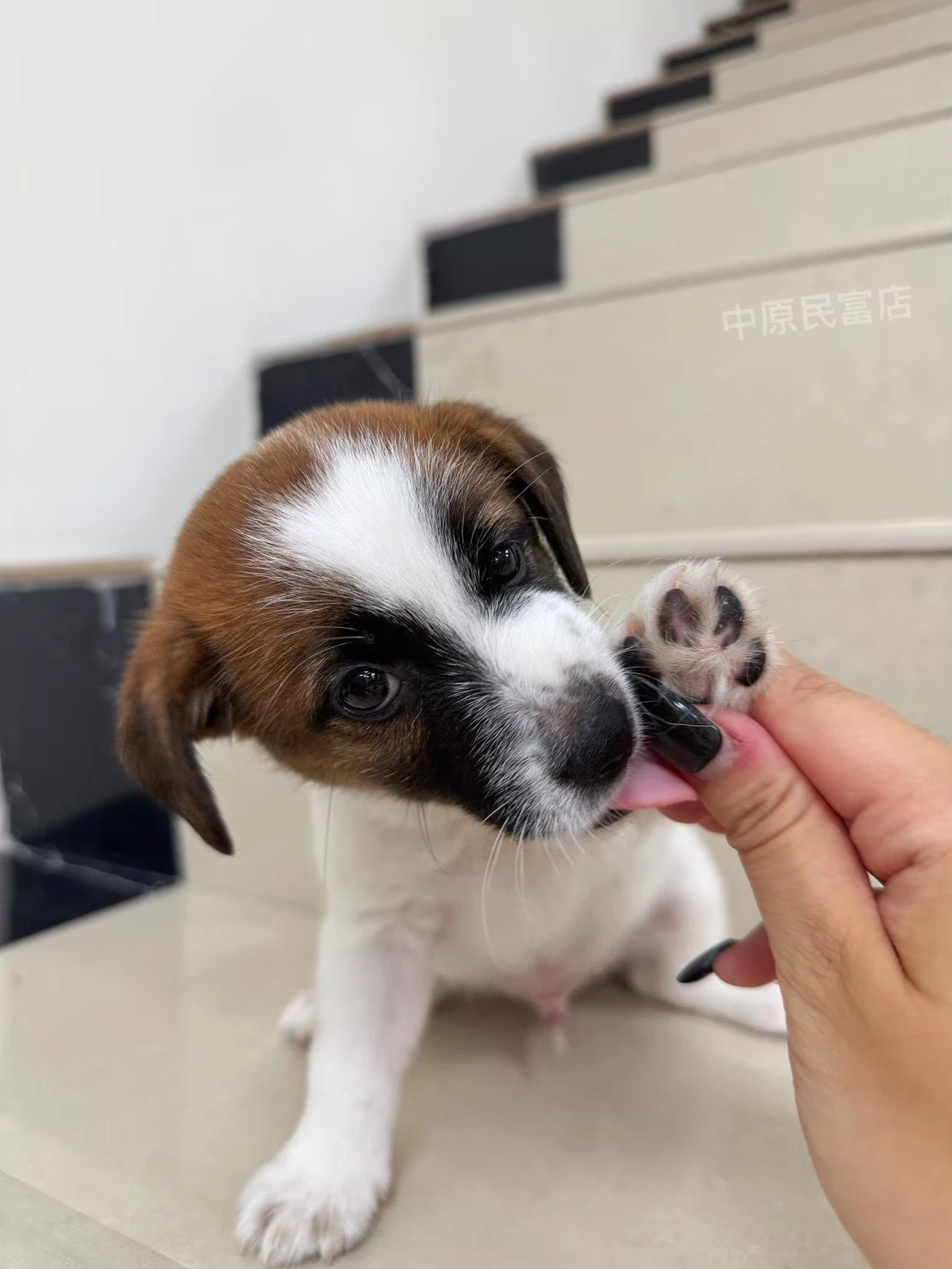 傑克羅素｜黃白